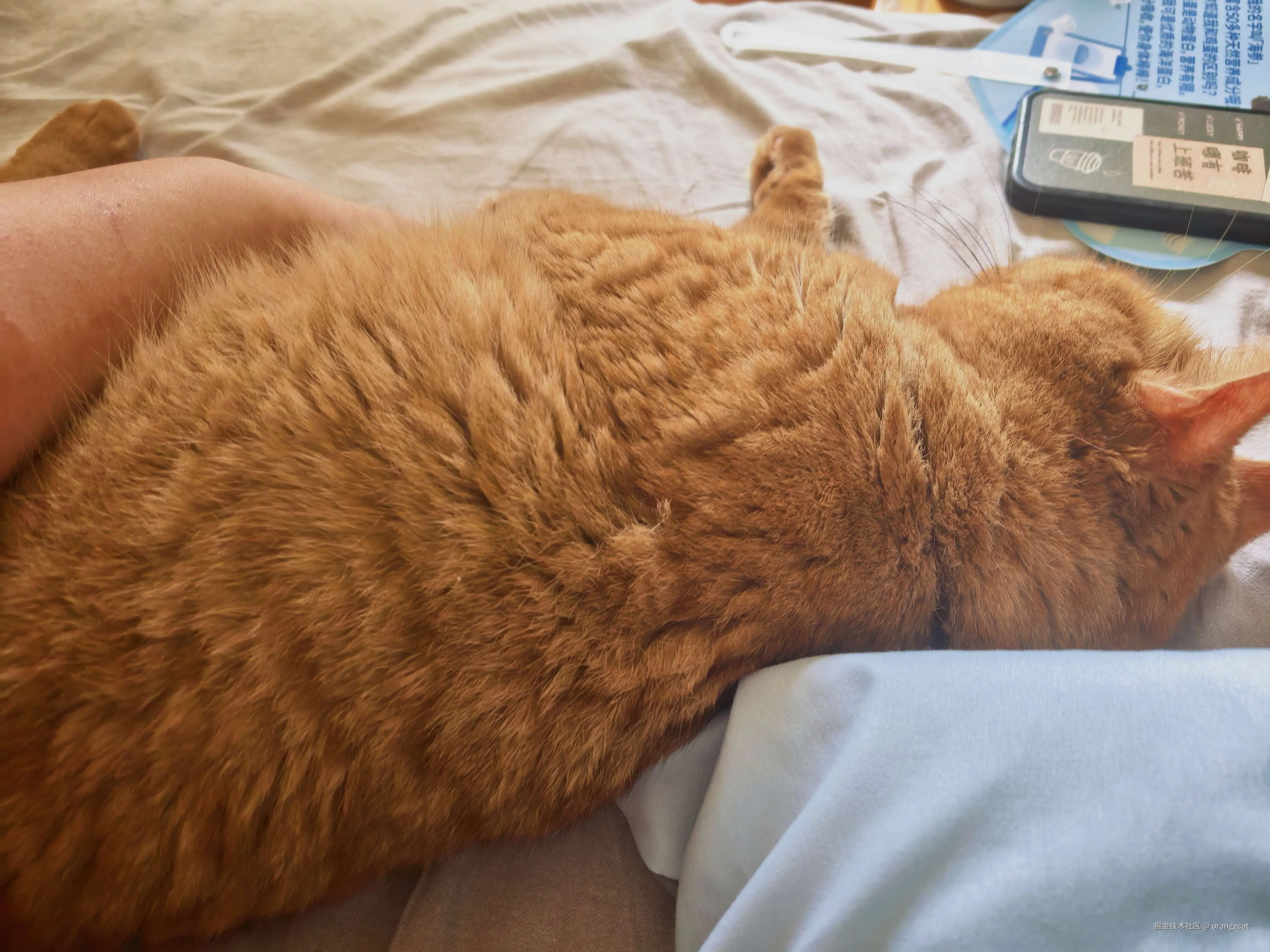 orangecat于2026-08-17 07:52发布的图片