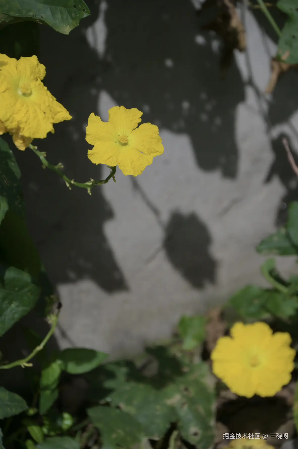 三碗呀于2025-09-10 01:34发布的图片