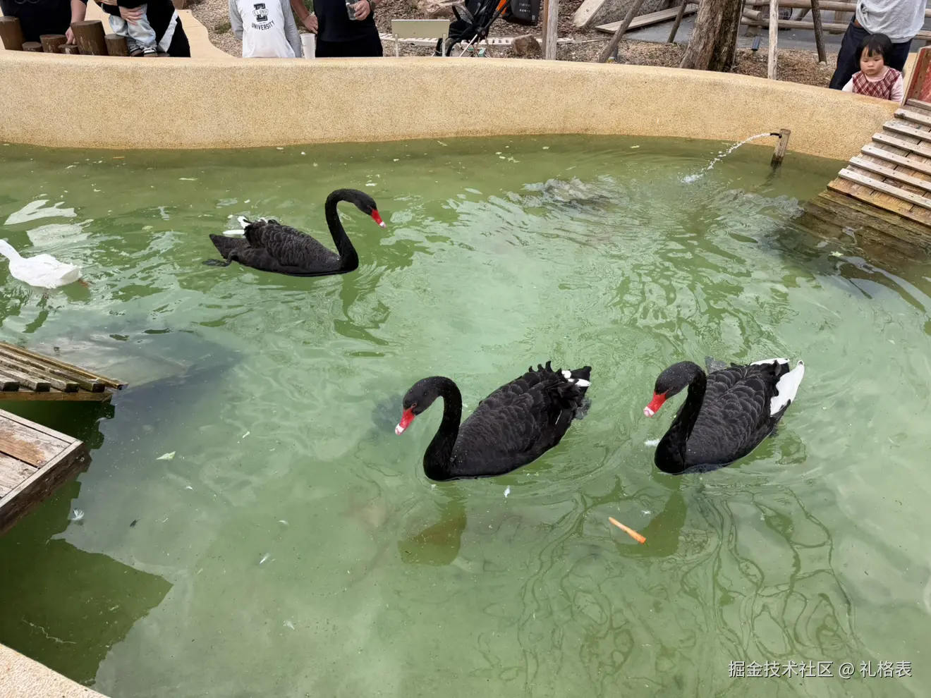 礼格表于2026-03-16 11:28发布的图片