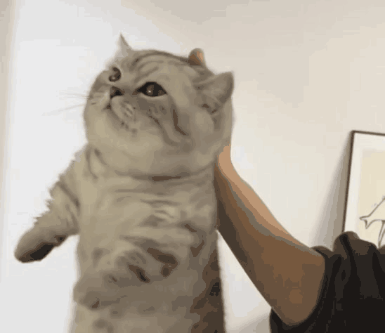 上班就爱摸鱼摆烂于2024-12-03 16:52发布的图片