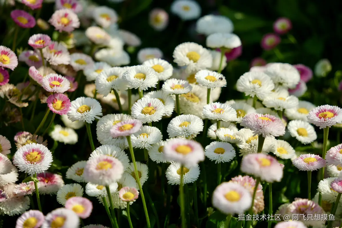 阿飞只想摸鱼于2025-05-30 13:58发布的图片