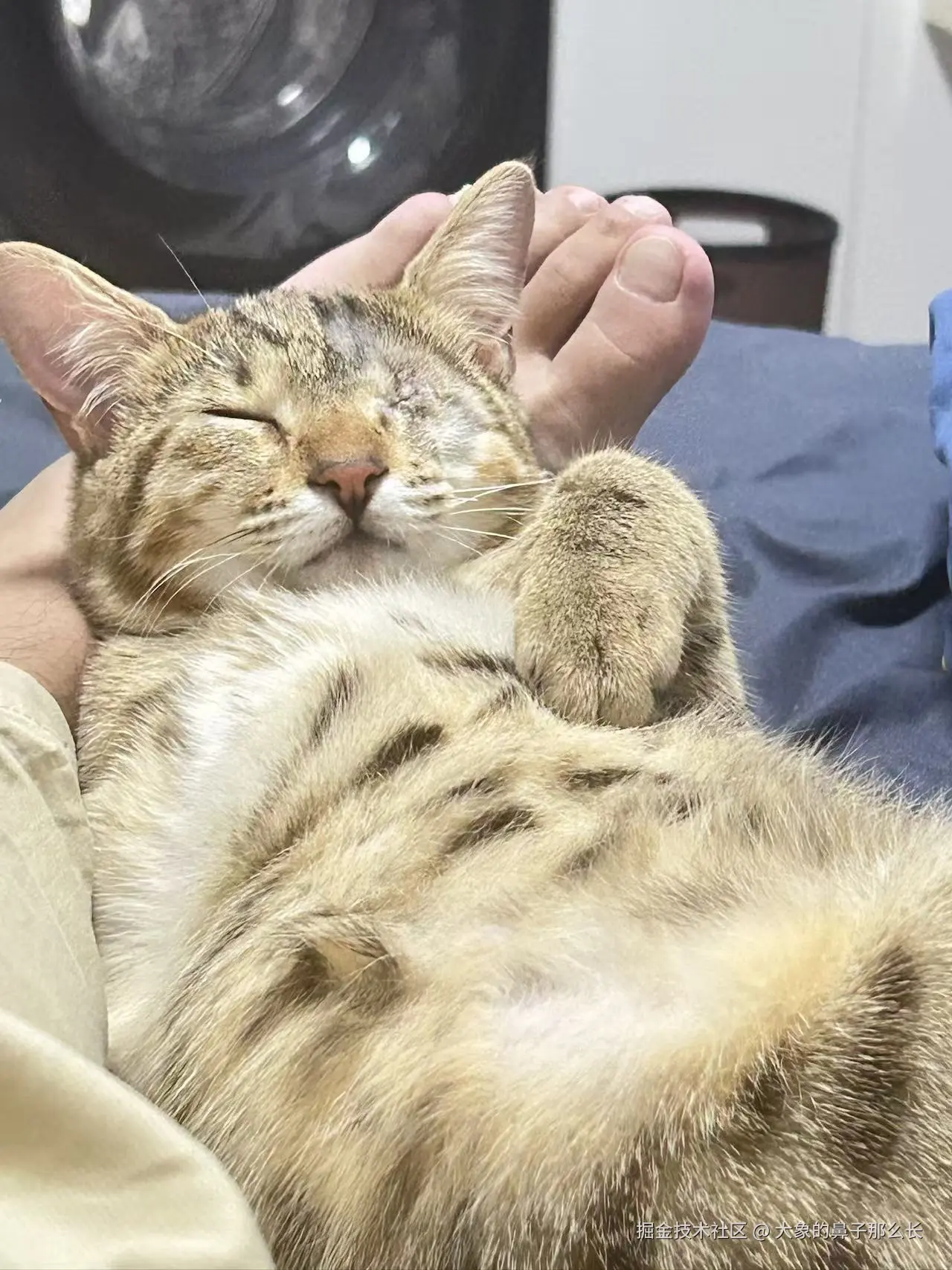 大象的鼻子那么长于2026-02-09 13:46发布的图片