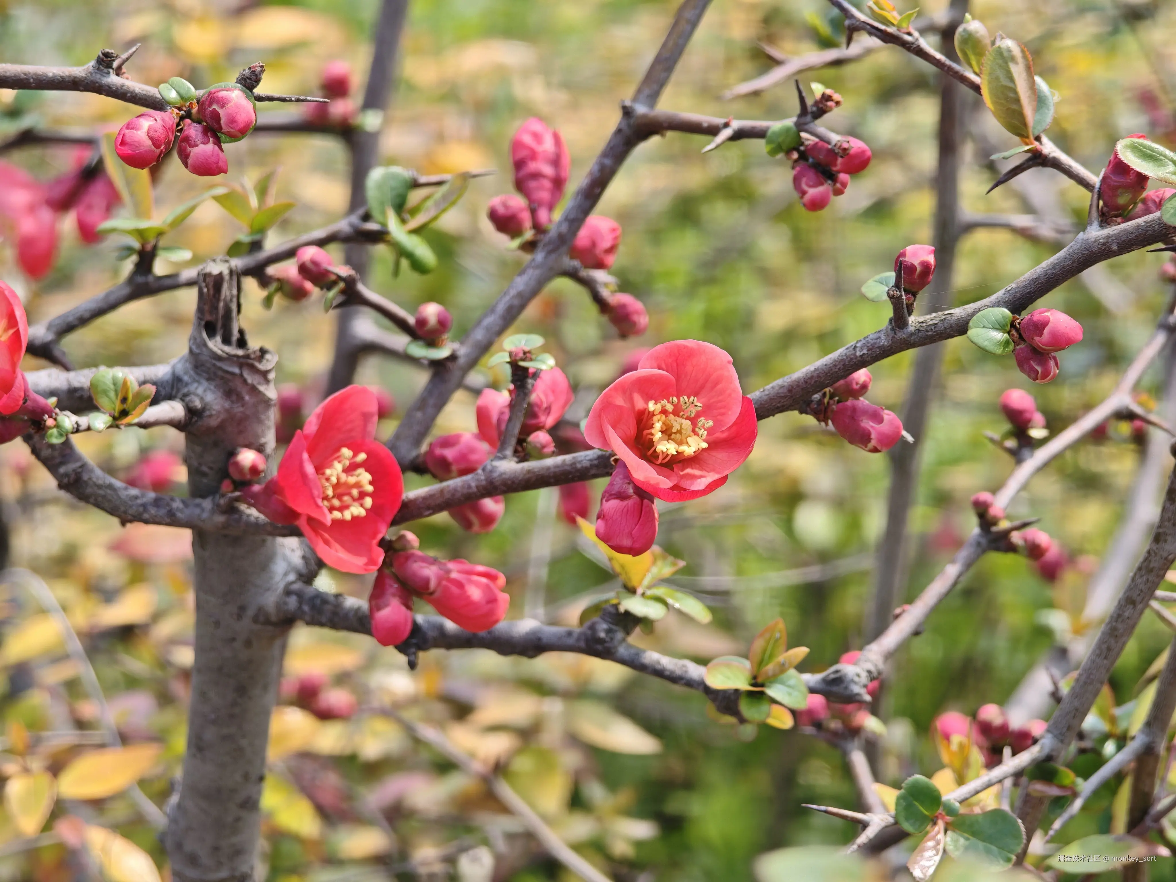 monkey_sort于2026-03-12 16:04发布的图片