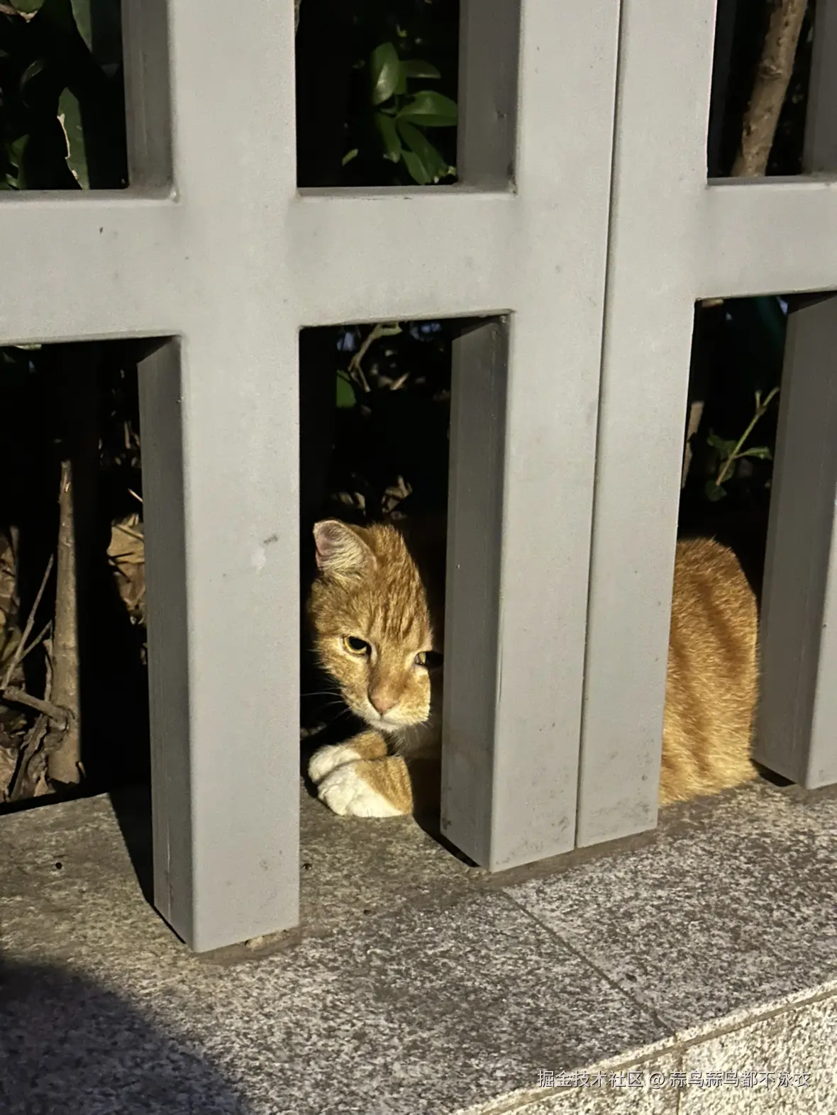 蒜鸟蒜鸟都不泳衣于2025-07-29 11:25发布的图片