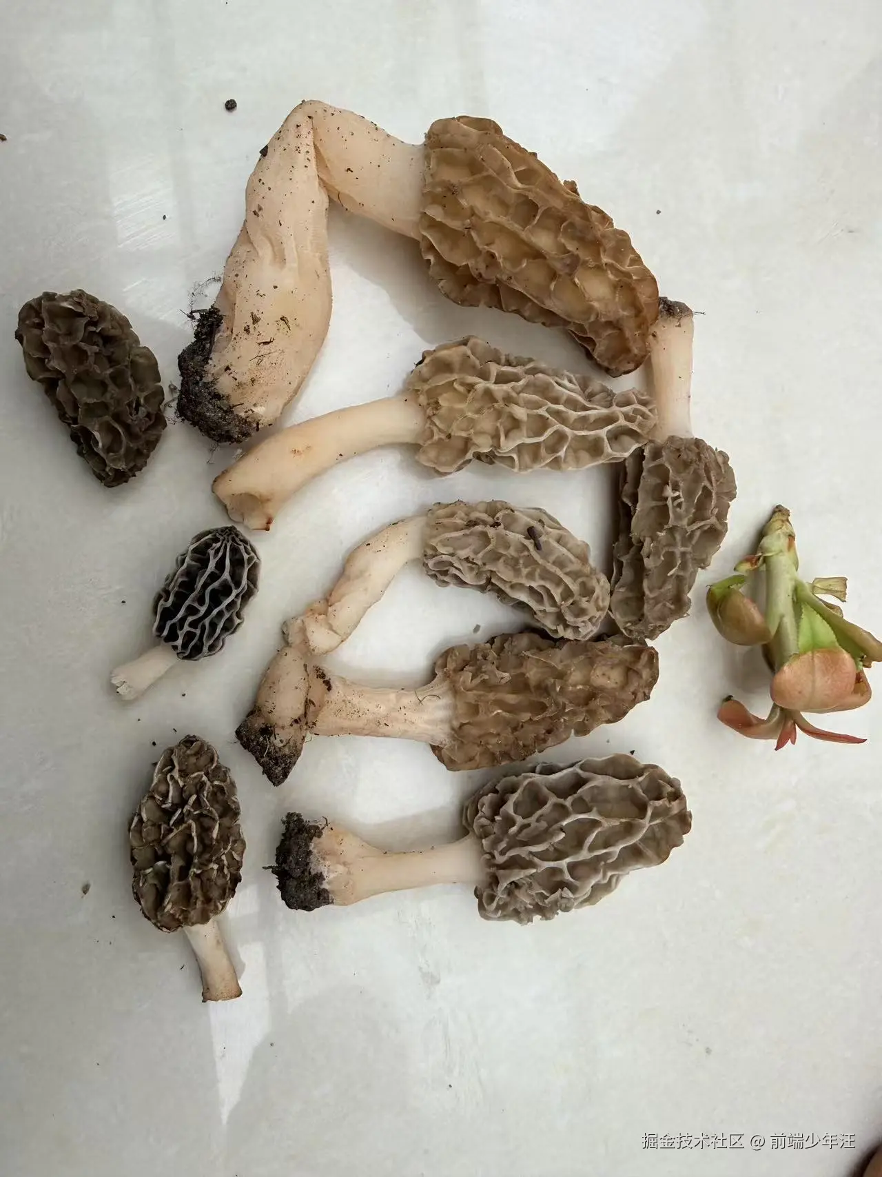 前端少年汪于2026-04-06 10:12发布的图片