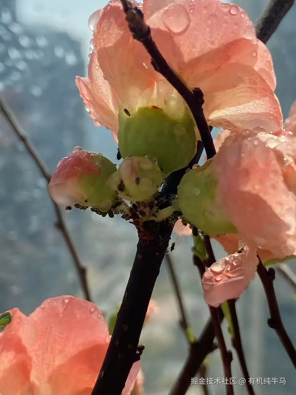 有机纯牛马于2026-02-21 00:47发布的图片