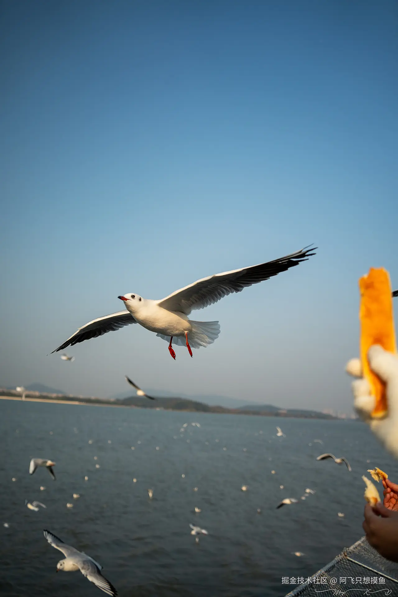 阿飞只想摸鱼于2024-12-20 10:23发布的图片