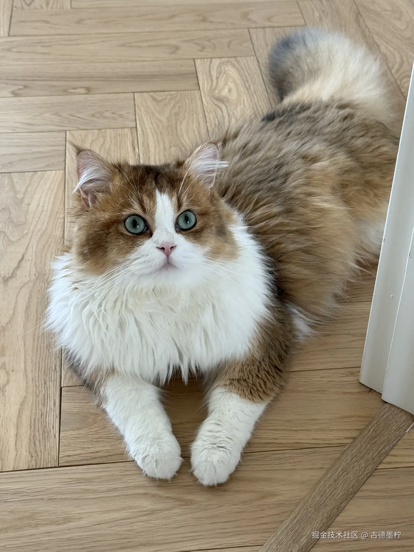 古德墨柠于2025-06-16 11:08发布的图片