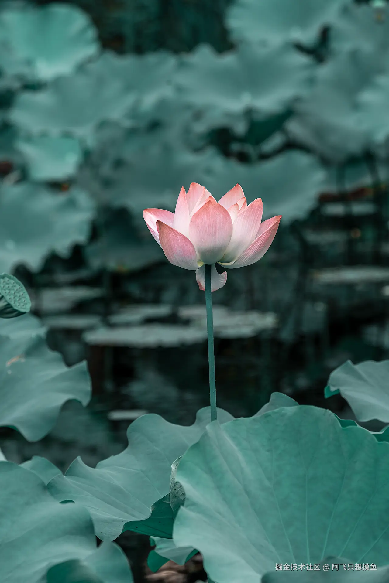 阿飞只想摸鱼于2025-07-16 10:23发布的图片