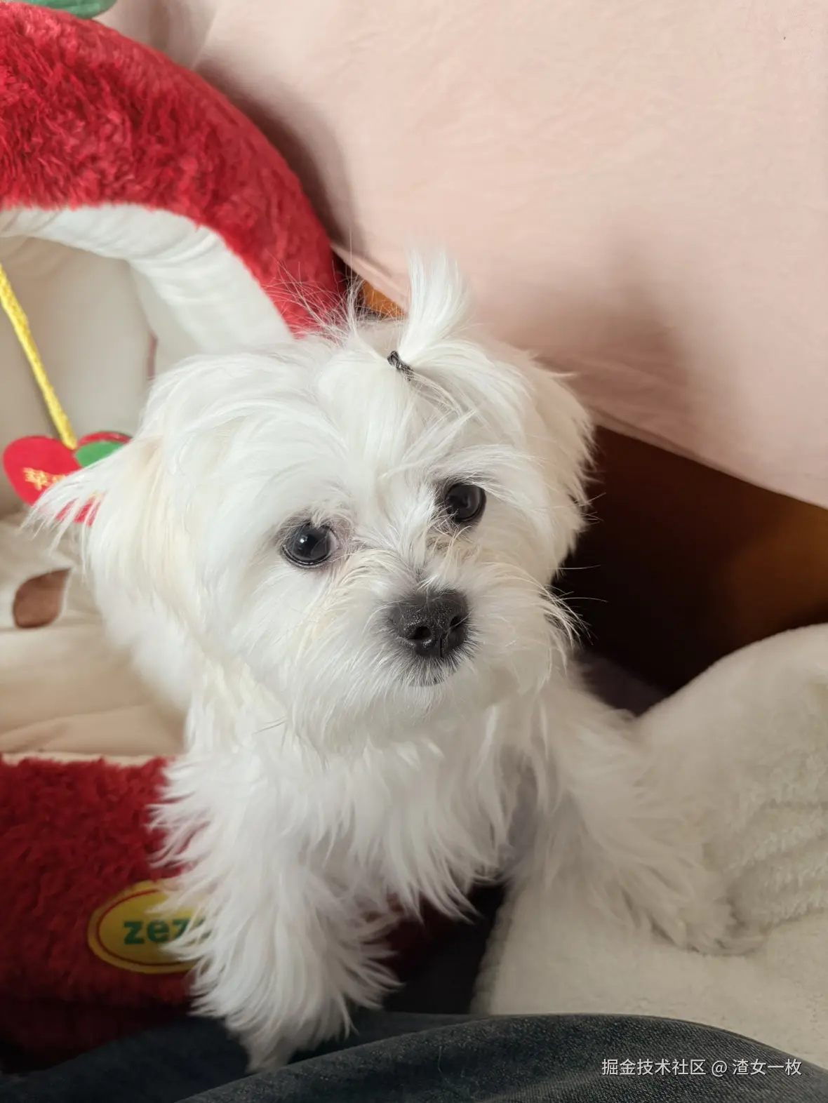 渣女一枚于2025-01-06 14:14发布的图片