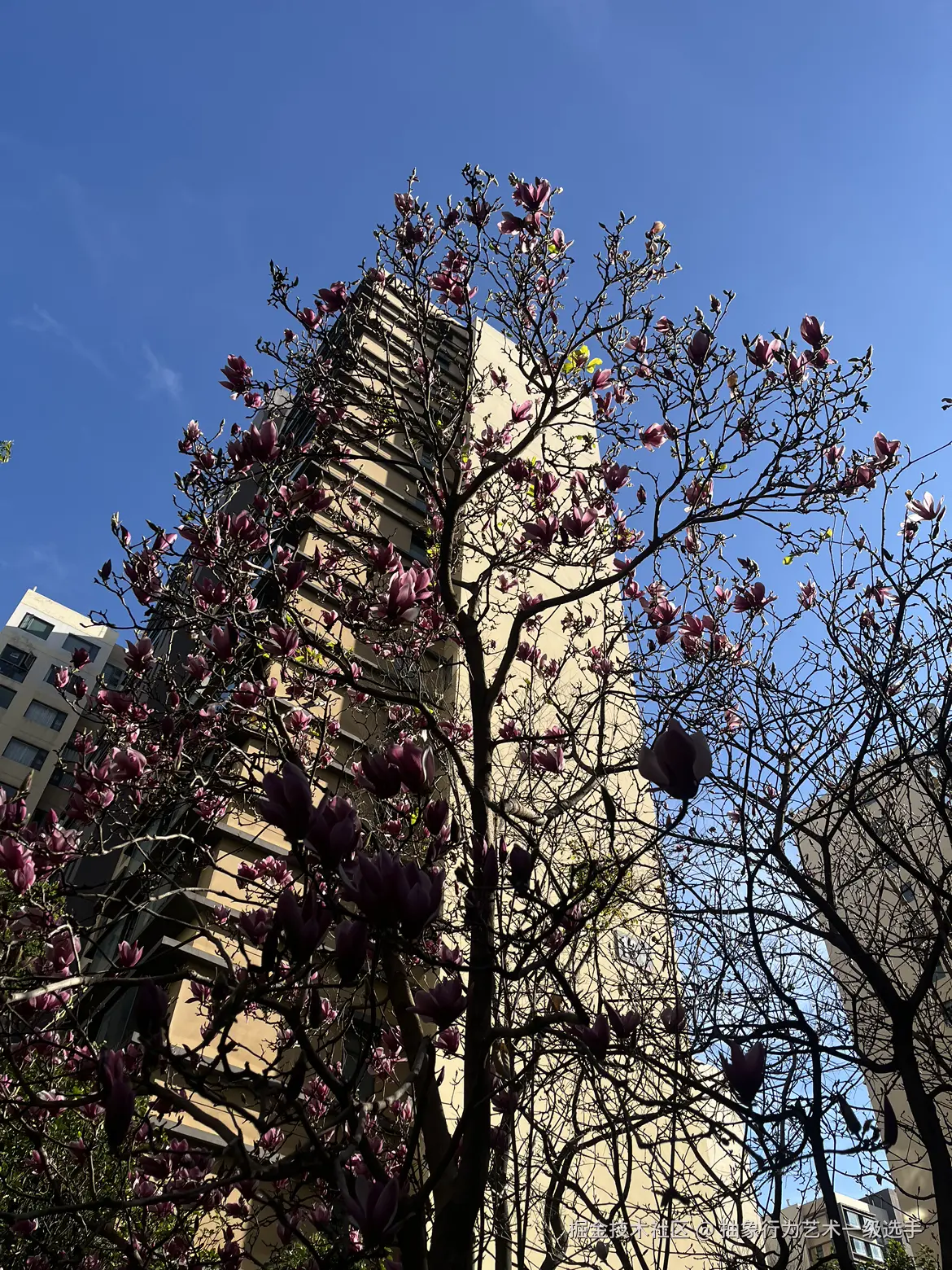 抽象行为艺术一级选手于2026-02-04 10:33发布的图片