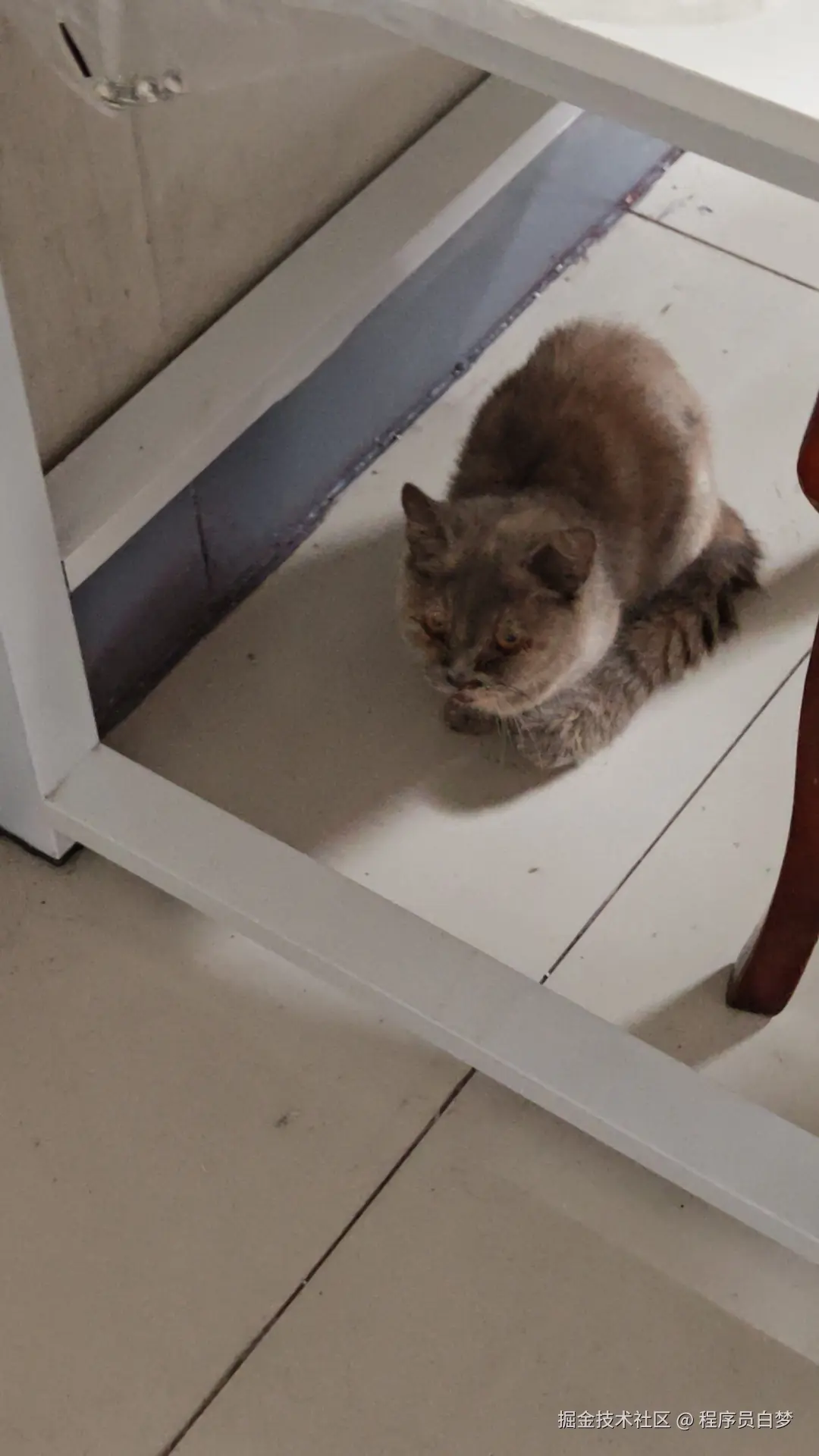 程序员白梦于2025-11-13 12:57发布的图片