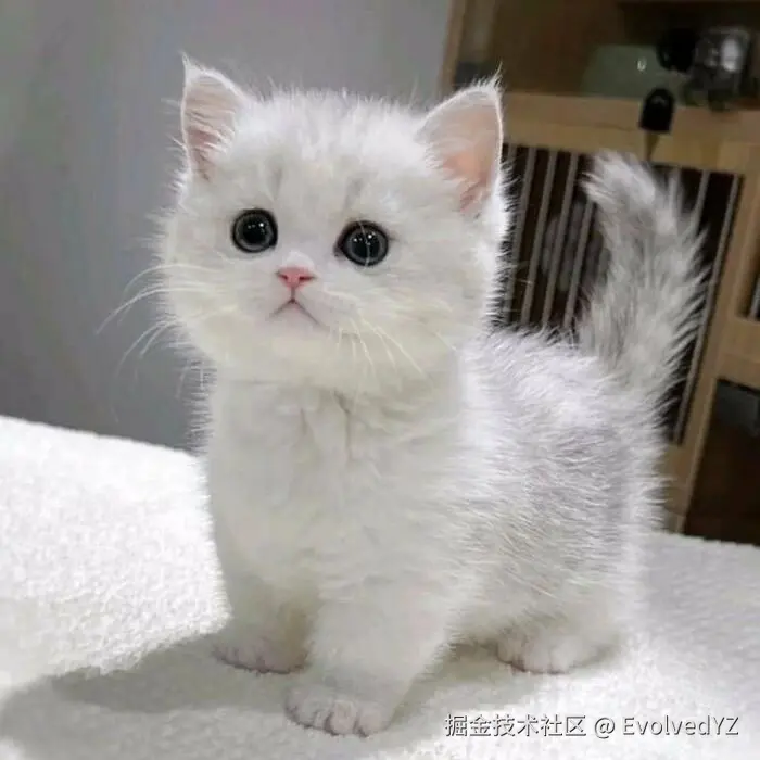 EvolvedYZ于2024-08-11 22:51发布的图片