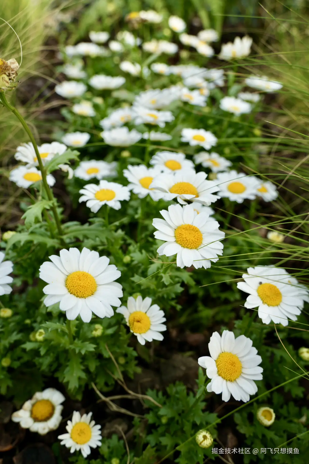 阿飞只想摸鱼于2025-05-30 13:56发布的图片