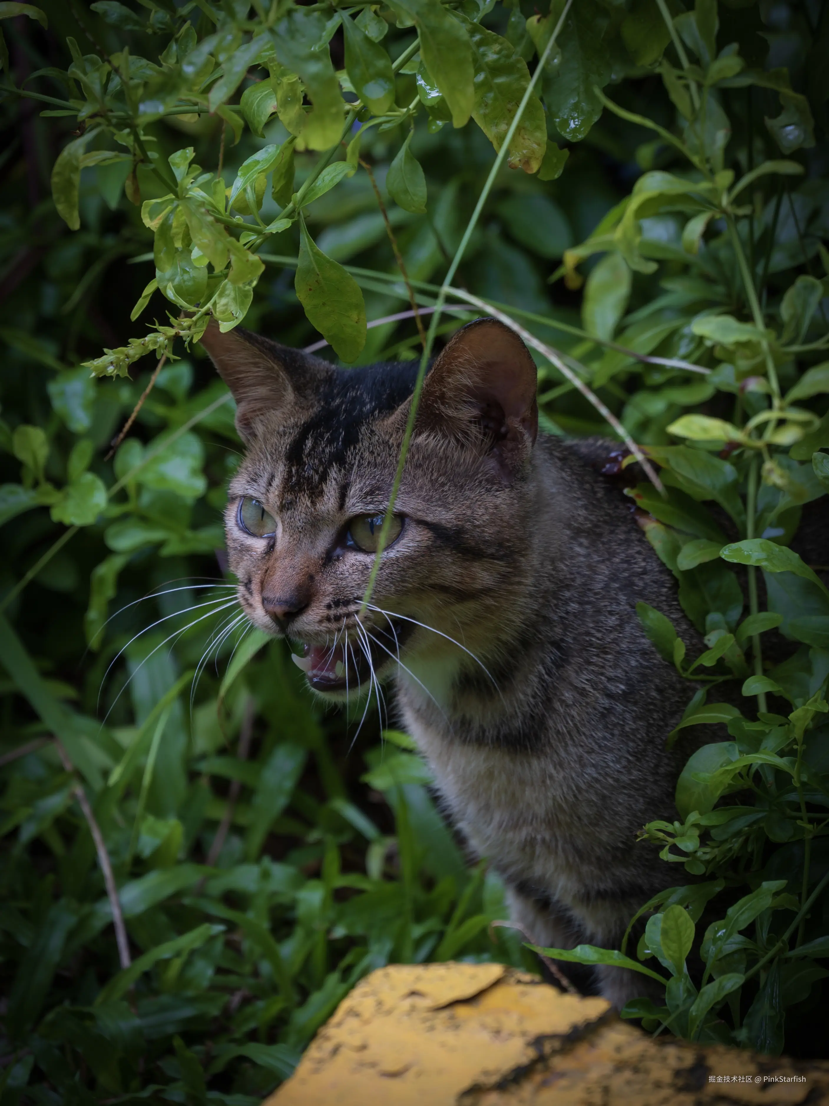 PinkStarfish于2025-07-09 14:25发布的图片
