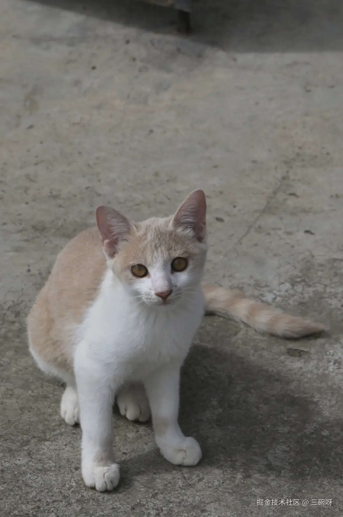 三碗呀于2025-09-10 01:34发布的图片