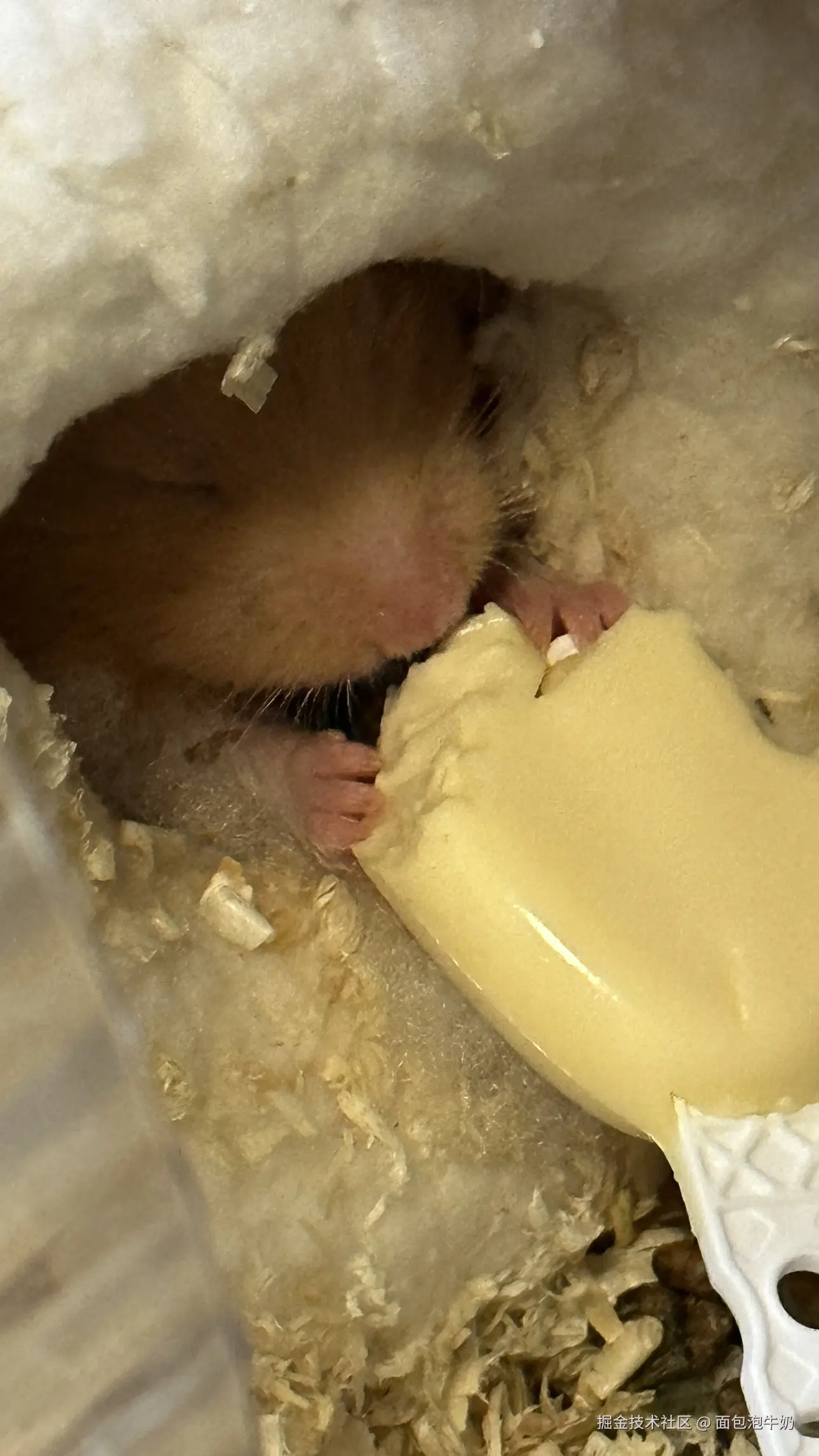 面包泡牛奶于2024-12-25 15:27发布的图片