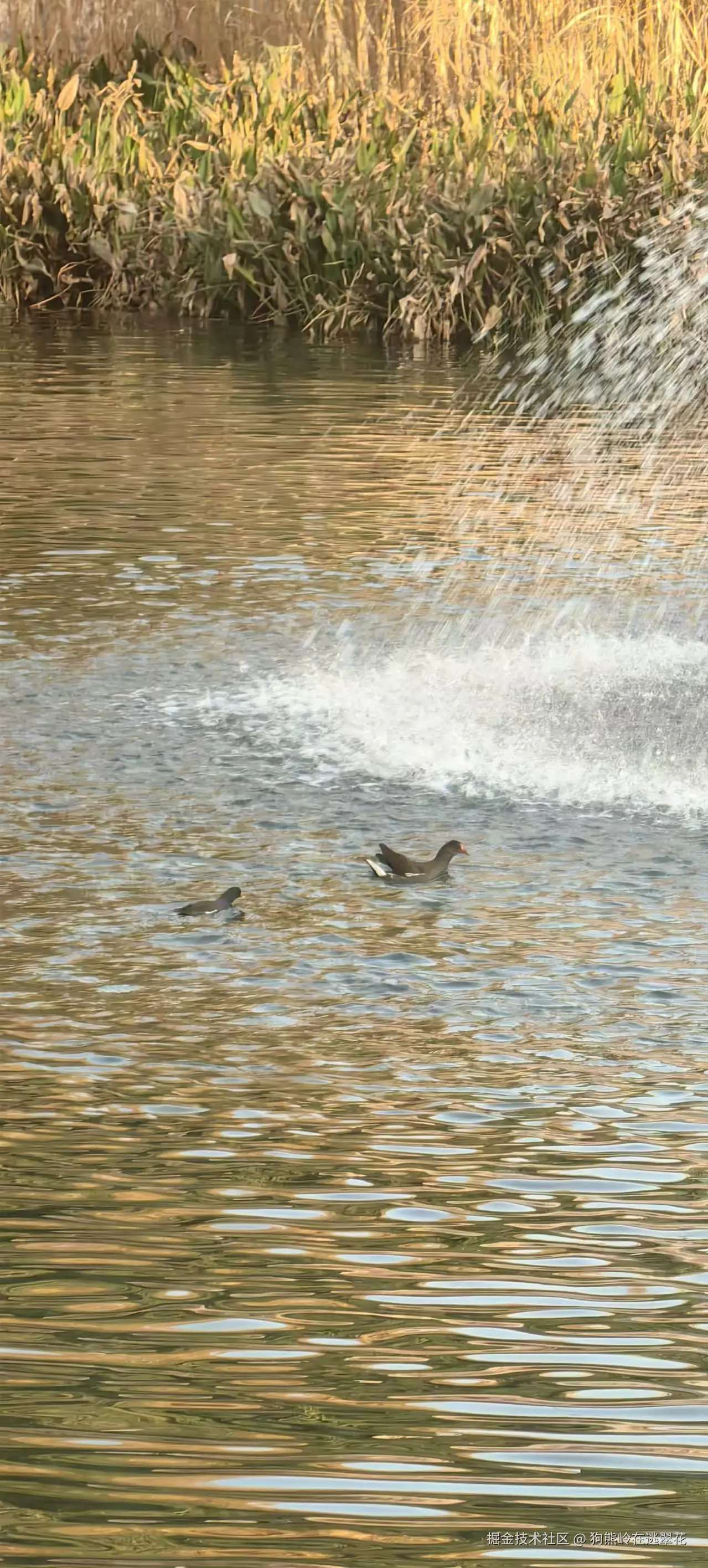 狗熊岭在逃翠花于2025-12-09 14:16发布的图片