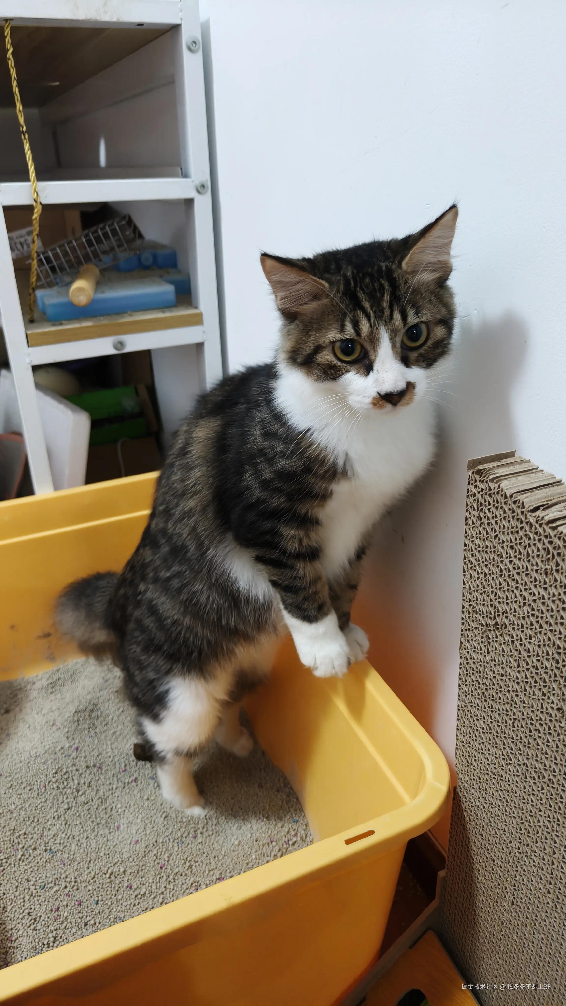 钱多多不想上班于2025-09-26 09:53发布的图片