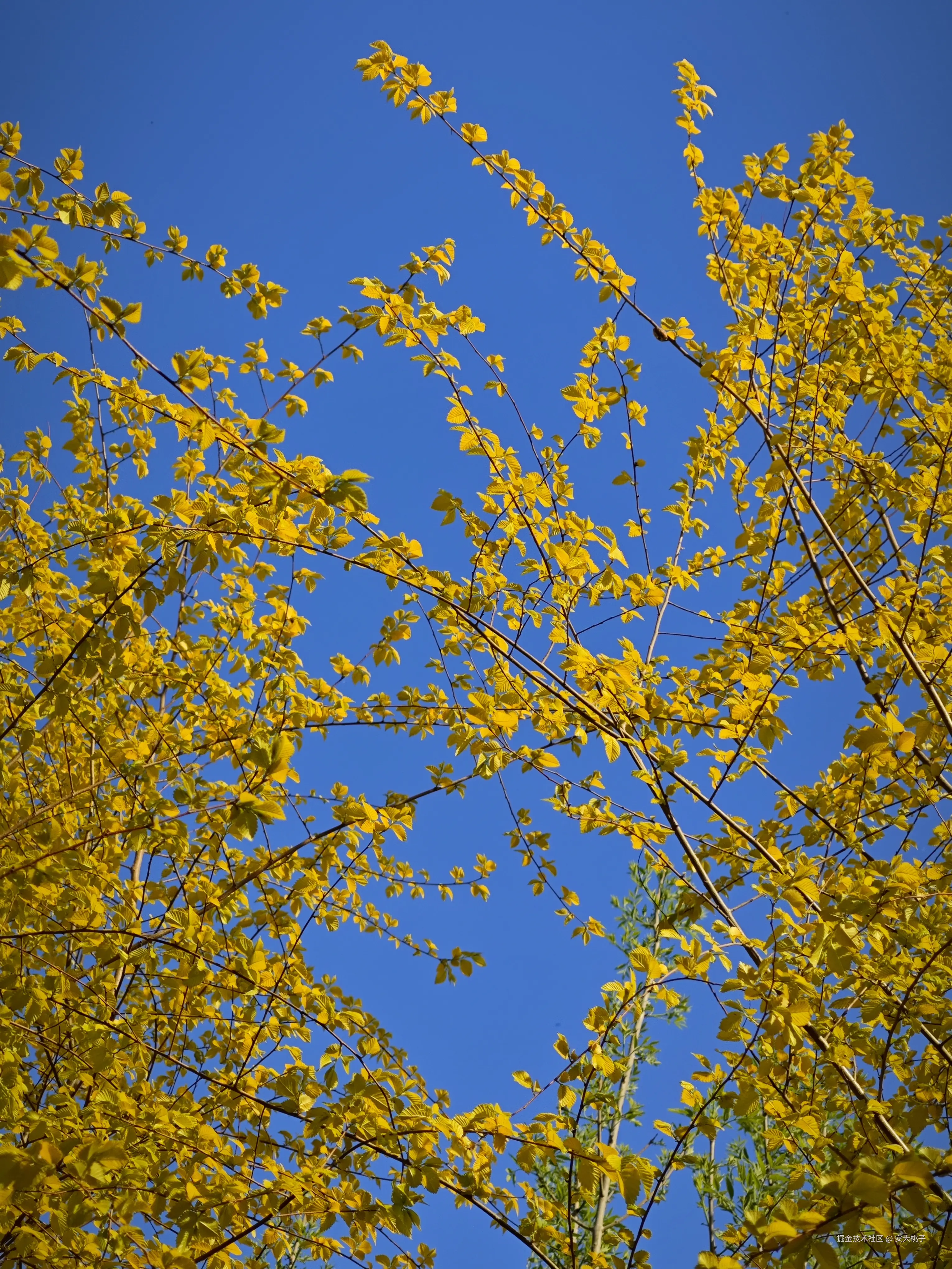 安大桃子于2026-04-12 05:30发布的图片