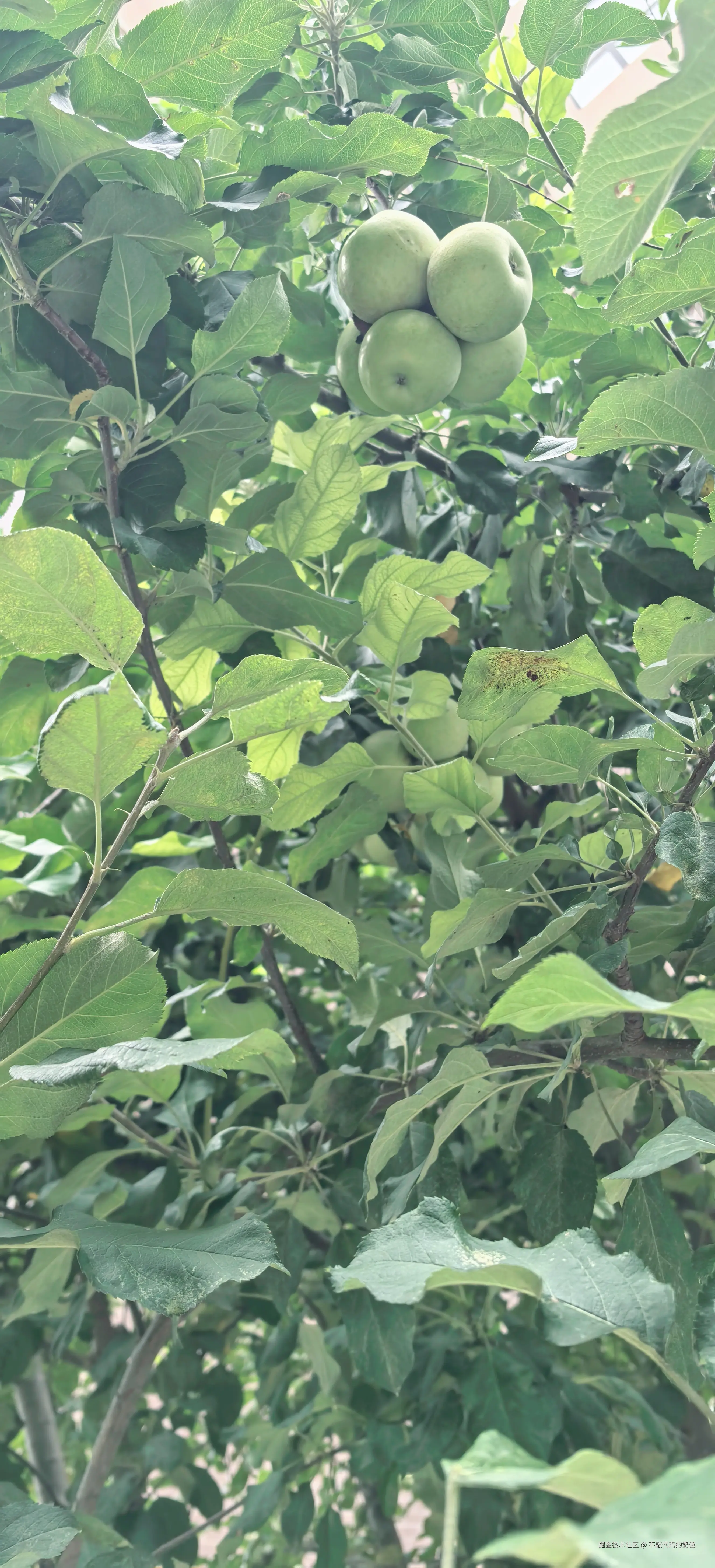 不敲代码的奶爸于2024-08-25 08:49发布的图片