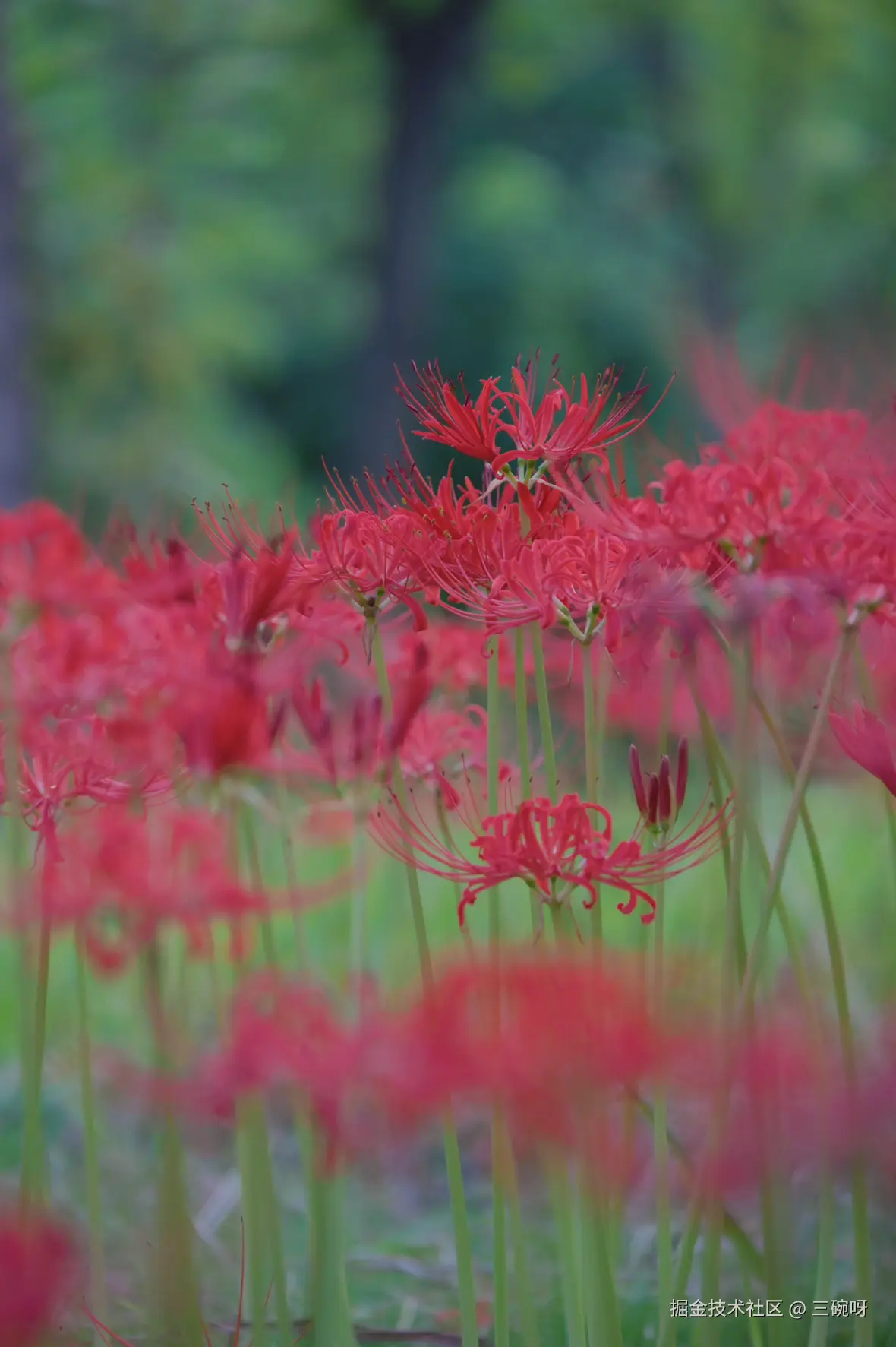 三碗呀于2025-09-23 08:58发布的图片