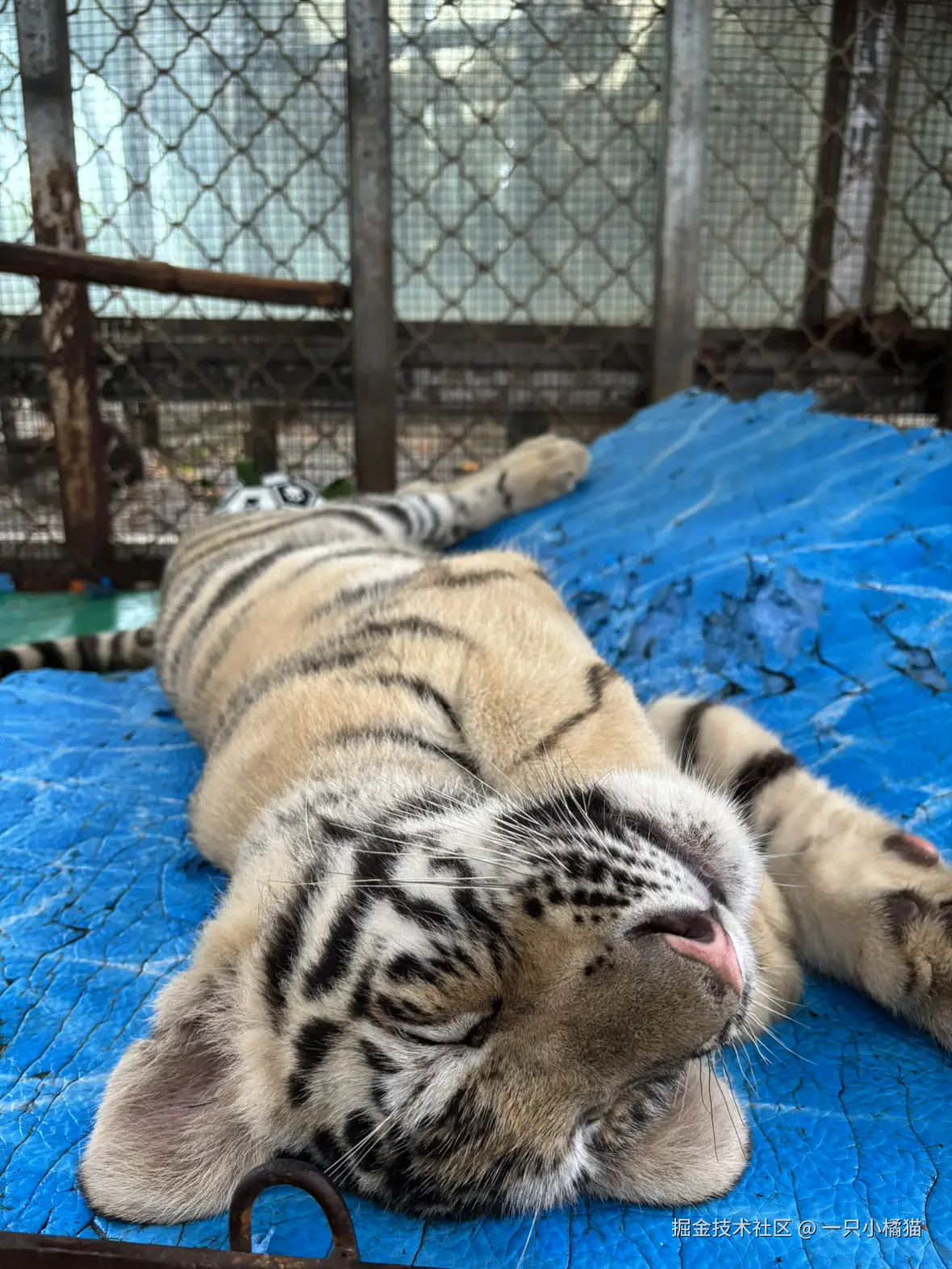 一只小橘猫于2025-10-08 12:32发布的图片