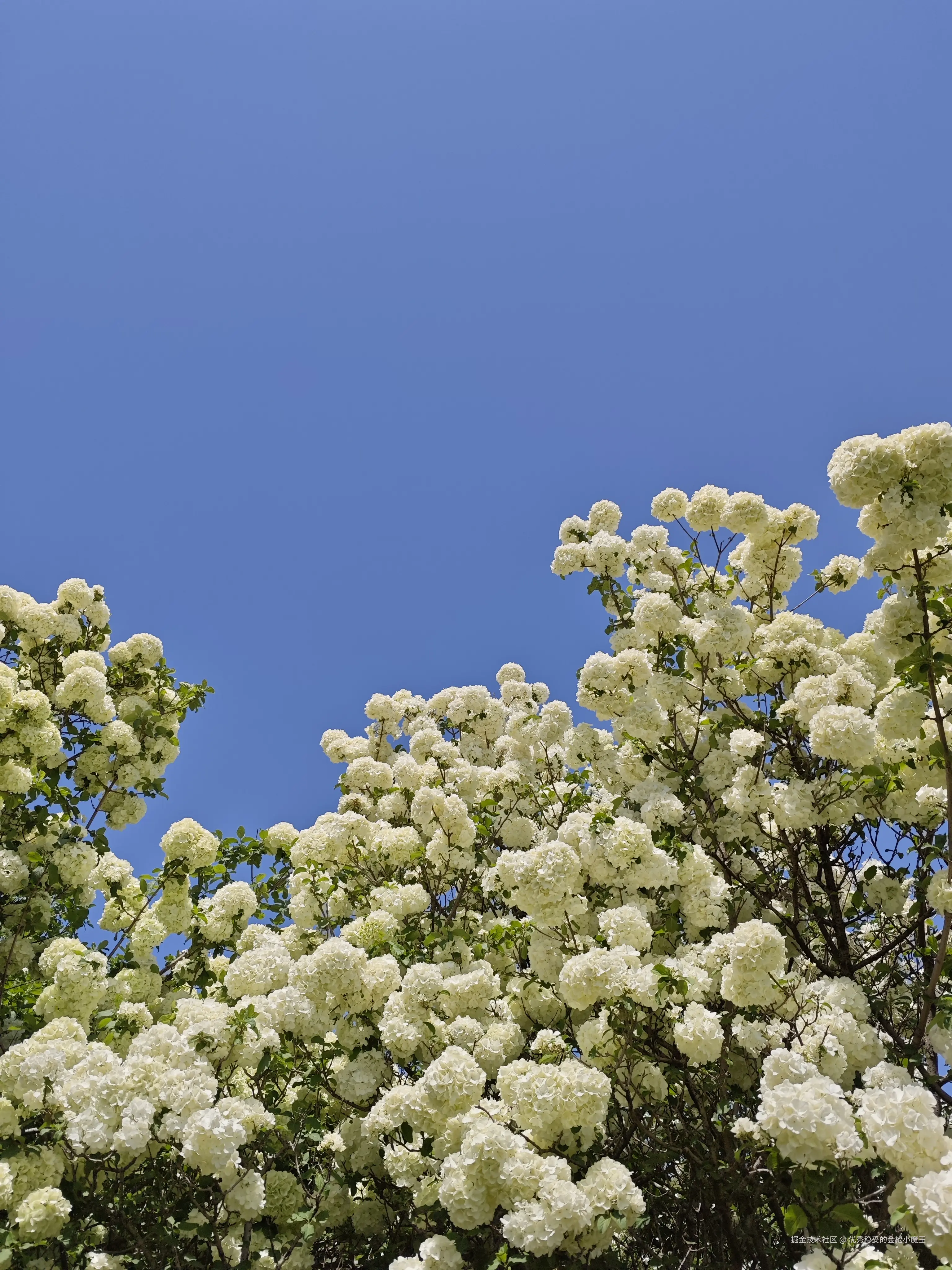 优秀稳妥的金枪小魔王于2025-04-15 13:28发布的图片