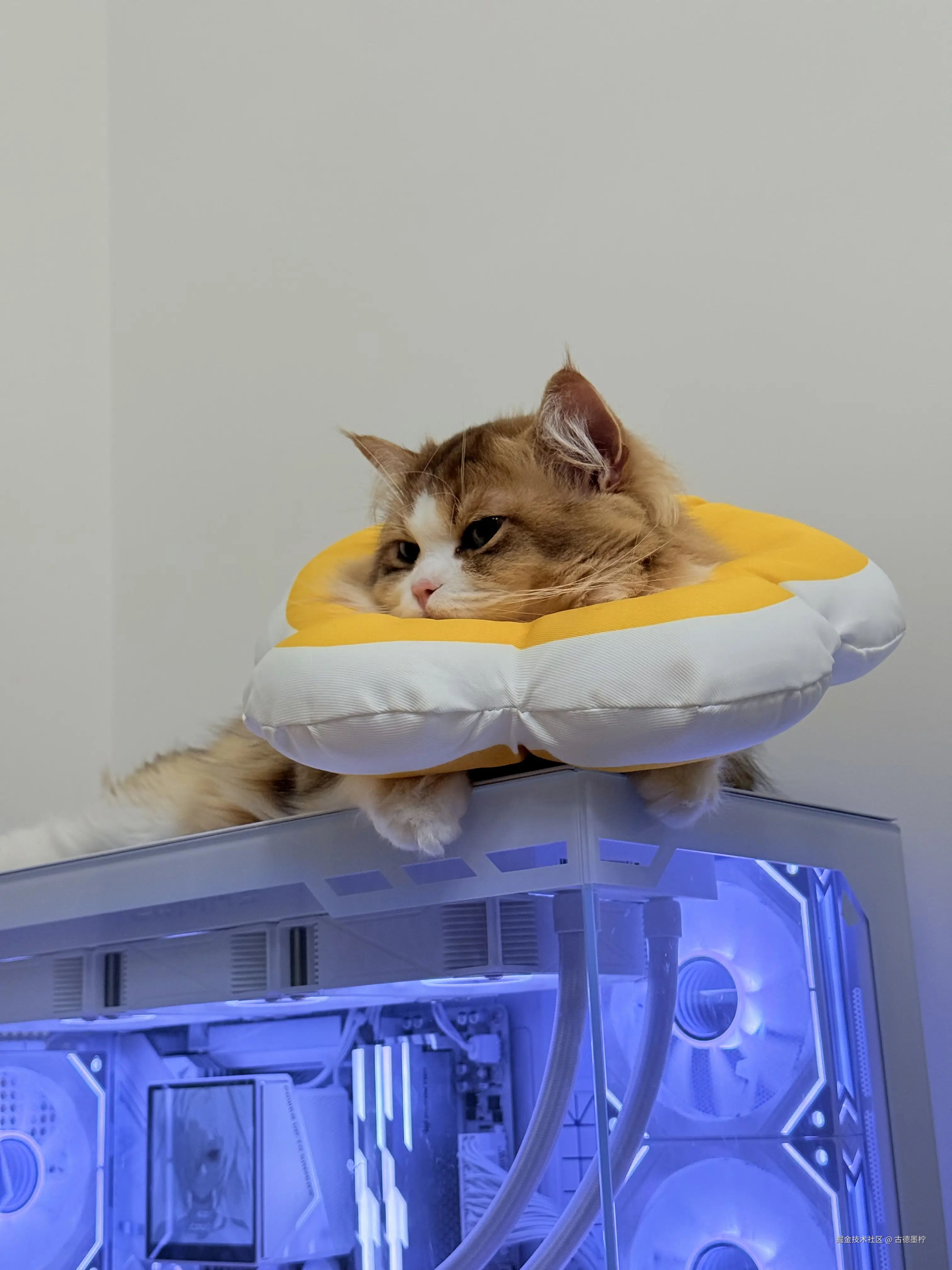 古德墨柠于2026-03-23 14:29发布的图片