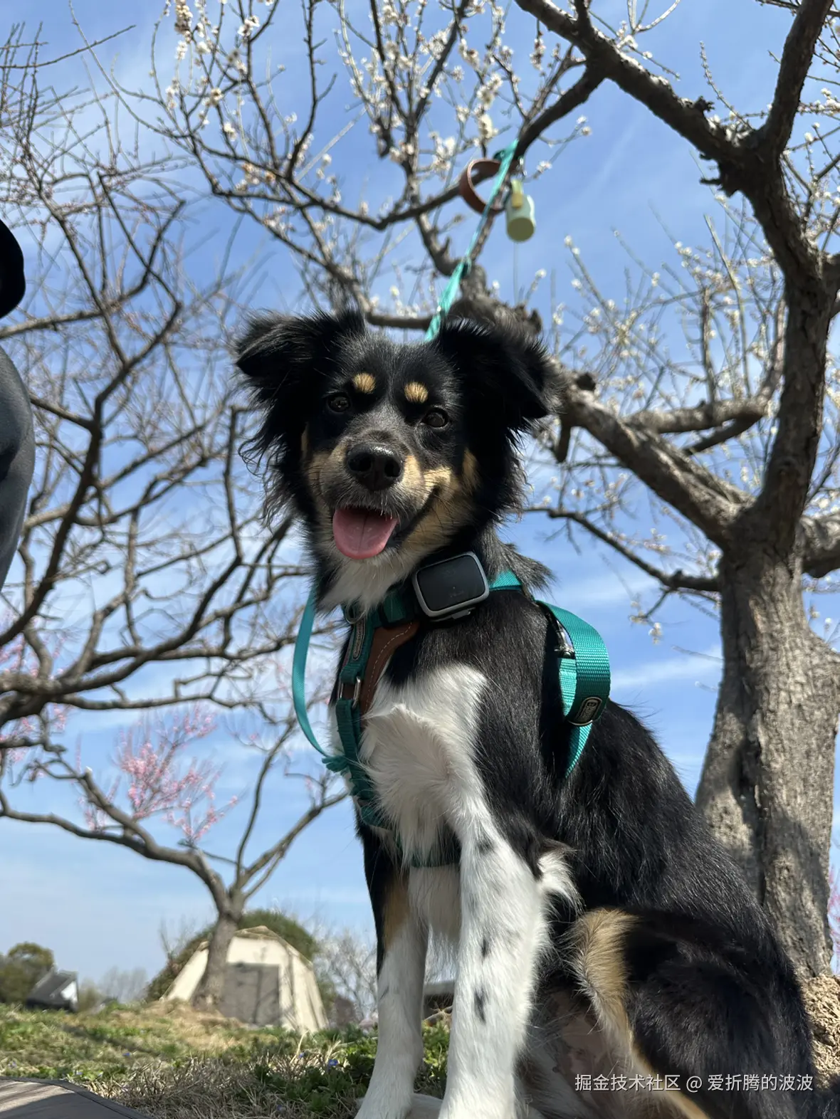 爱折腾的波波于2025-03-11 23:44发布的图片