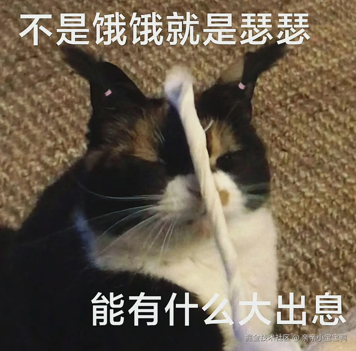 亲亲小宝宝鸭于2025-07-04 02:51发布的图片