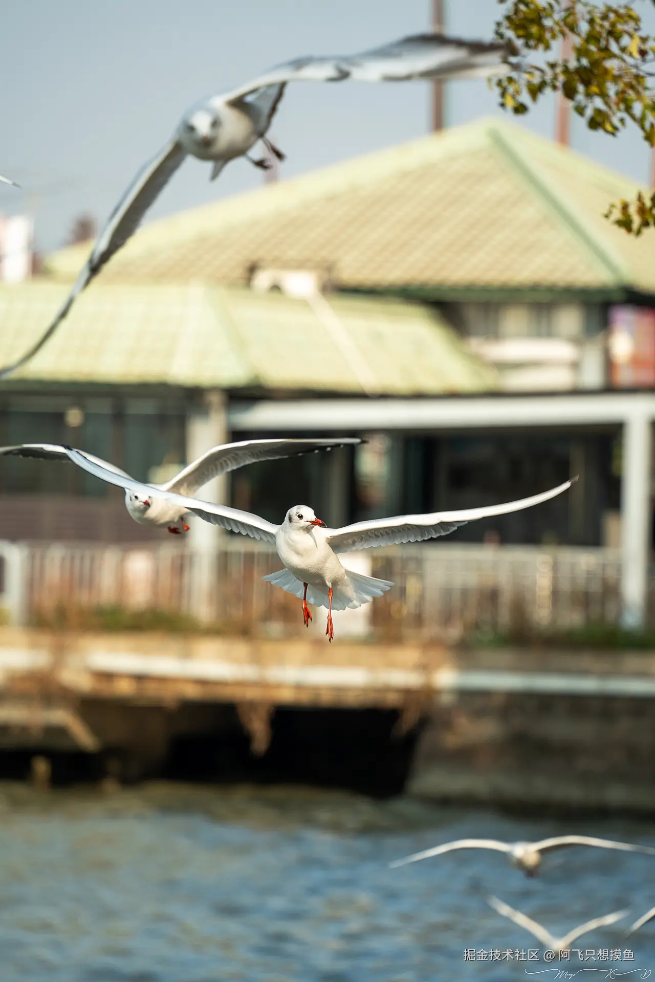 阿飞只想摸鱼于2024-12-20 10:23发布的图片