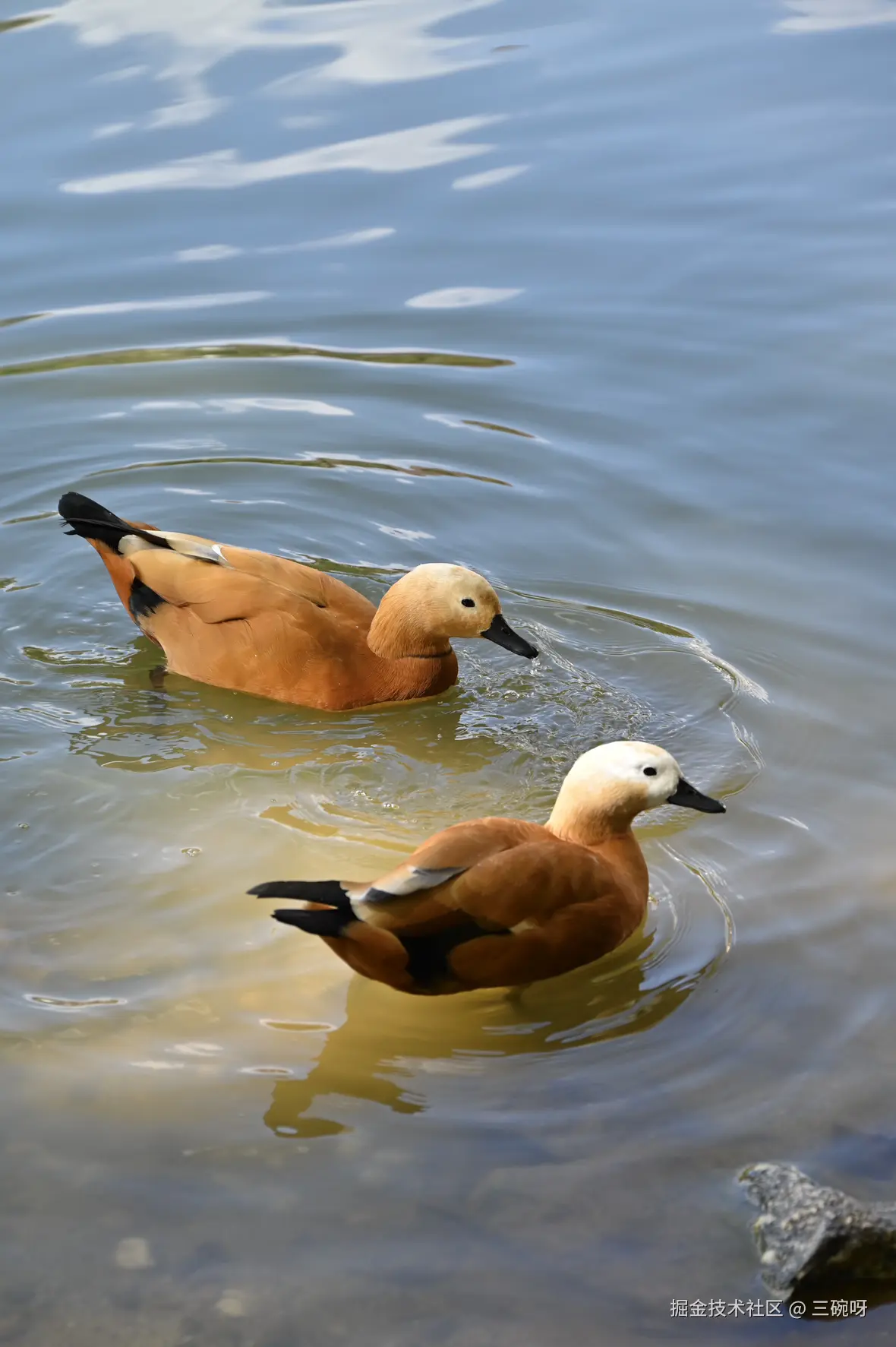 三碗呀于2024-12-09 11:51发布的图片