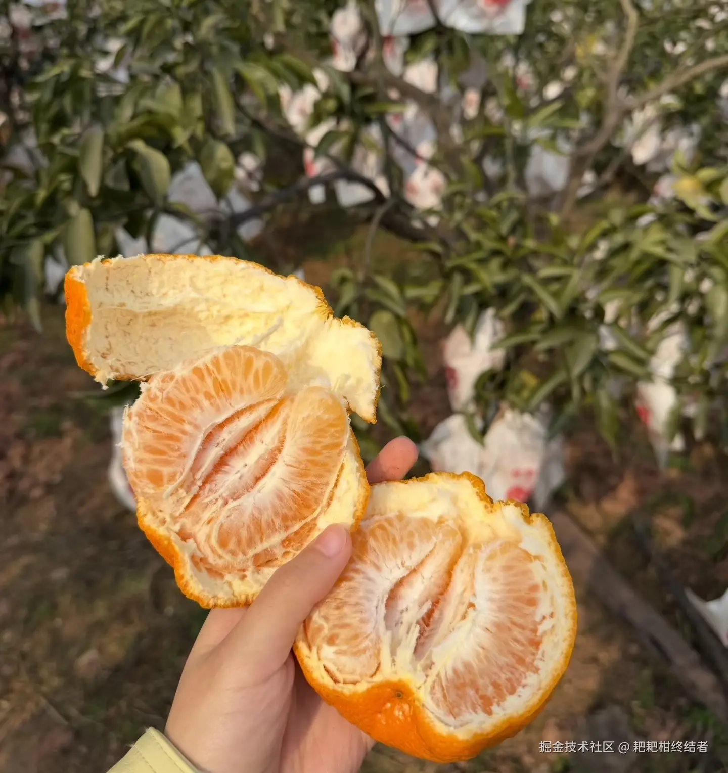 耙耙柑终结者于2026-01-21 11:33发布的图片