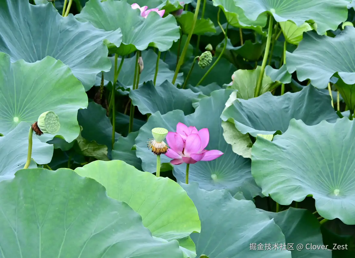 Clover_Zest于2025-07-21 10:37发布的图片