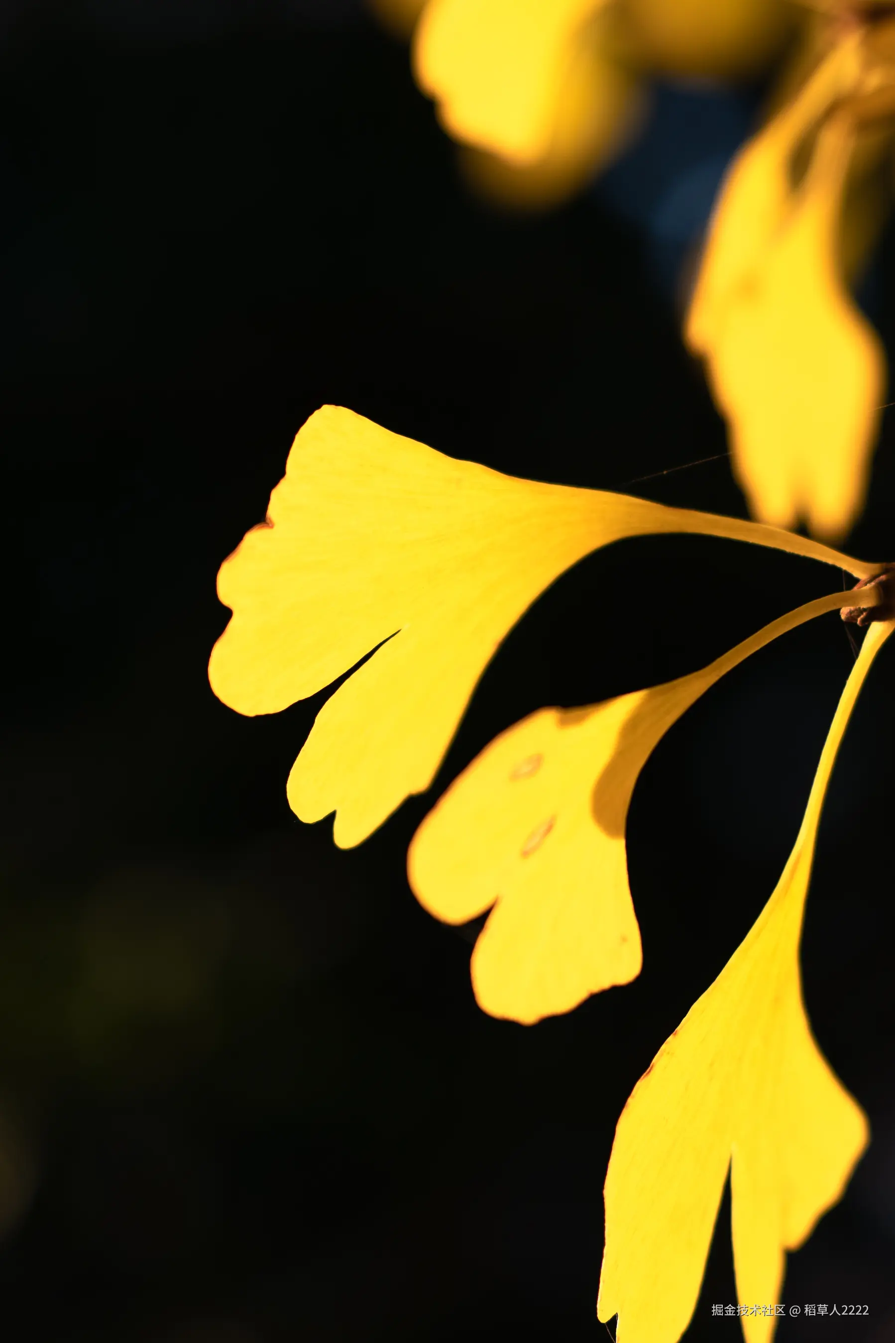 稻草人2222于2025-12-01 10:30发布的图片