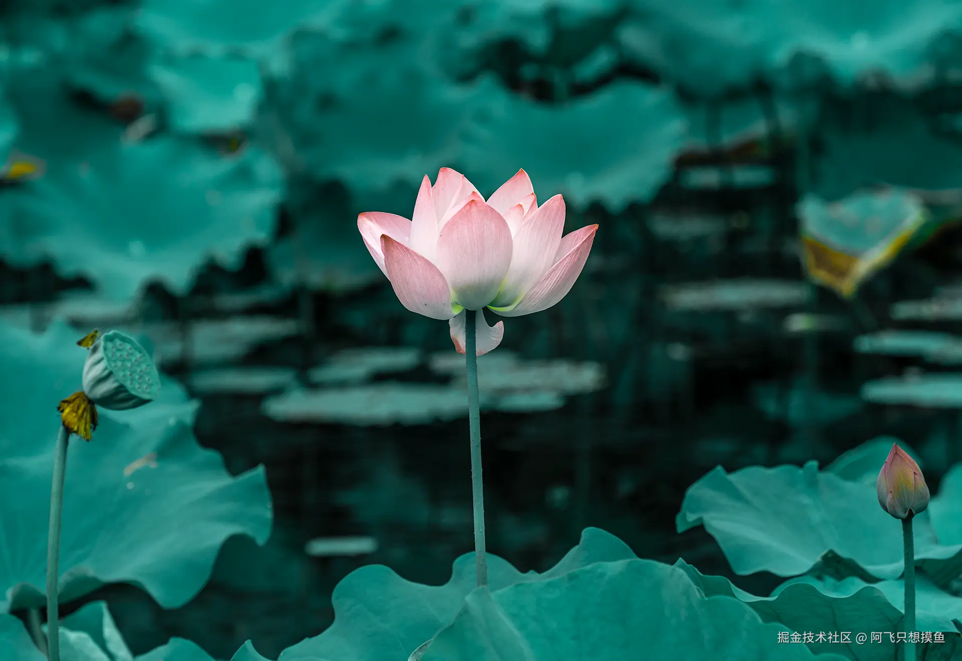 阿飞只想摸鱼于2025-07-16 02:23发布的图片