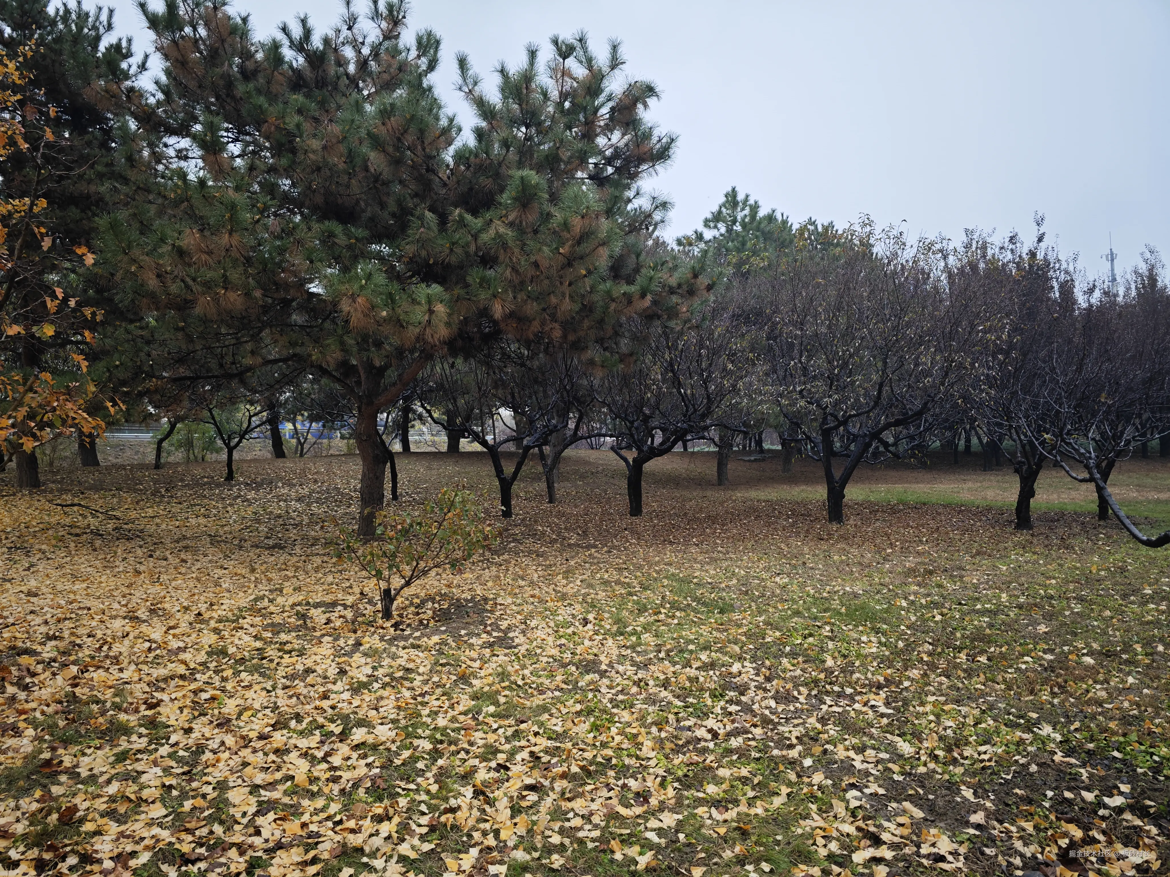 板砖村长于2024-11-14 11:12发布的图片