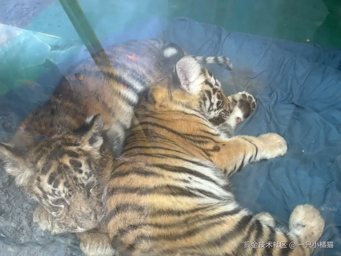 一只小橘猫于2025-10-08 12:32发布的图片