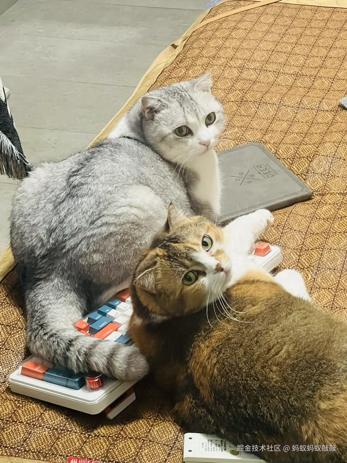 蚂蚁蚂蚁敲敲于2024-09-18 20:13发布的图片