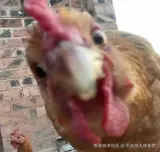 千古文人侠客梦于2025-09-09 15:22发布的图片