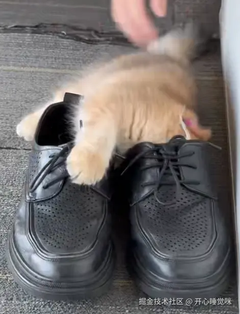 开心睡觉咪于2025-08-14 07:13发布的图片