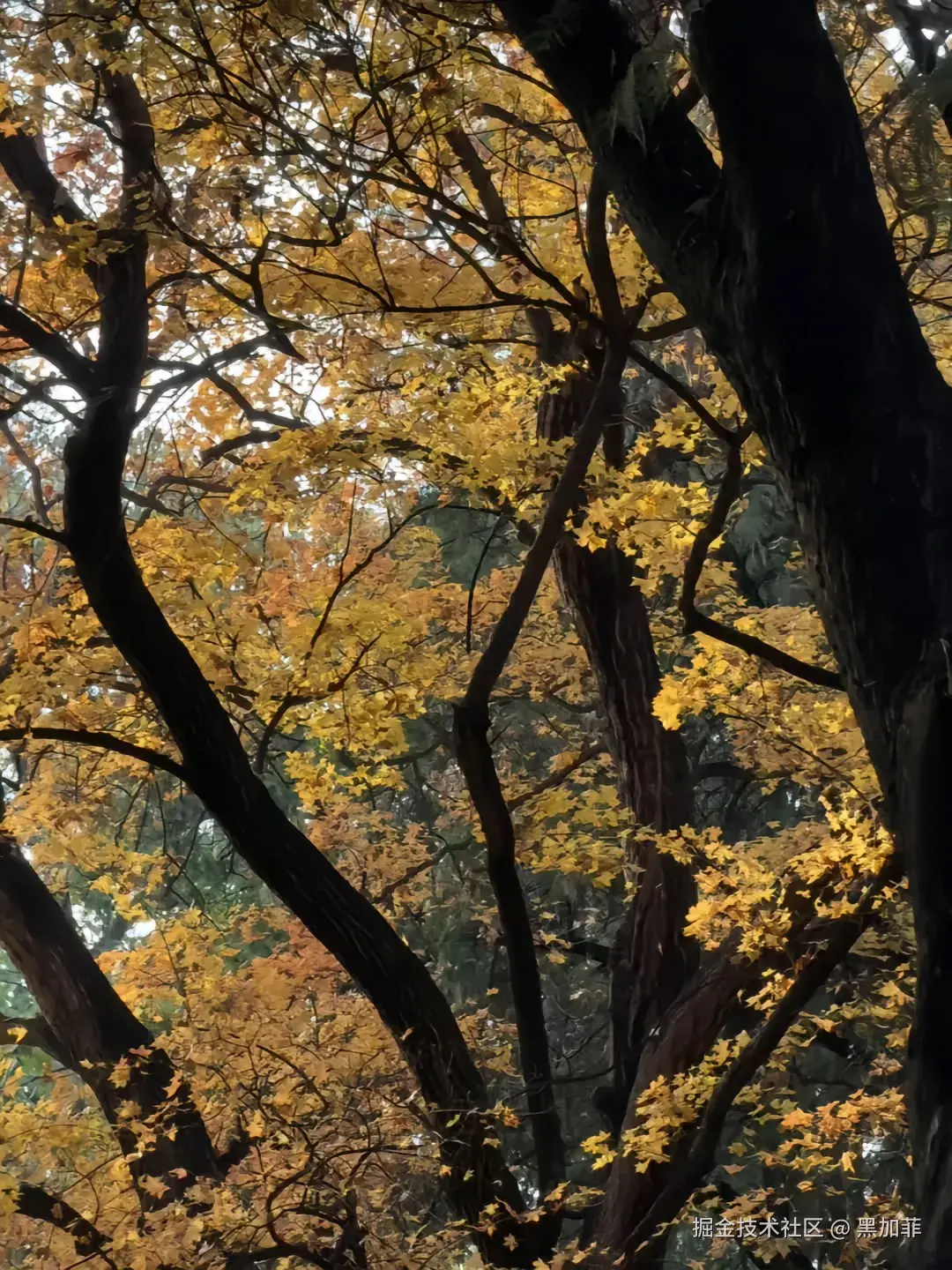 黑加菲于2024-11-30 10:36发布的图片