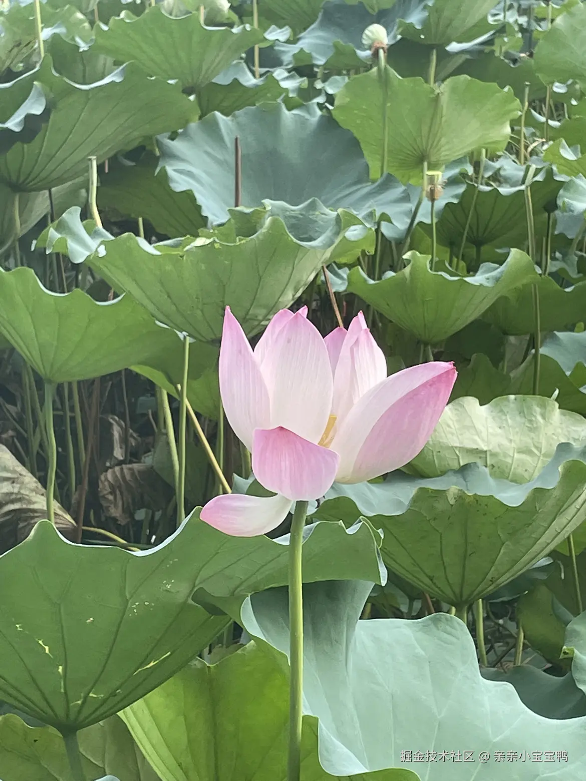 亲亲小宝宝鸭于2024-09-02 13:55发布的图片