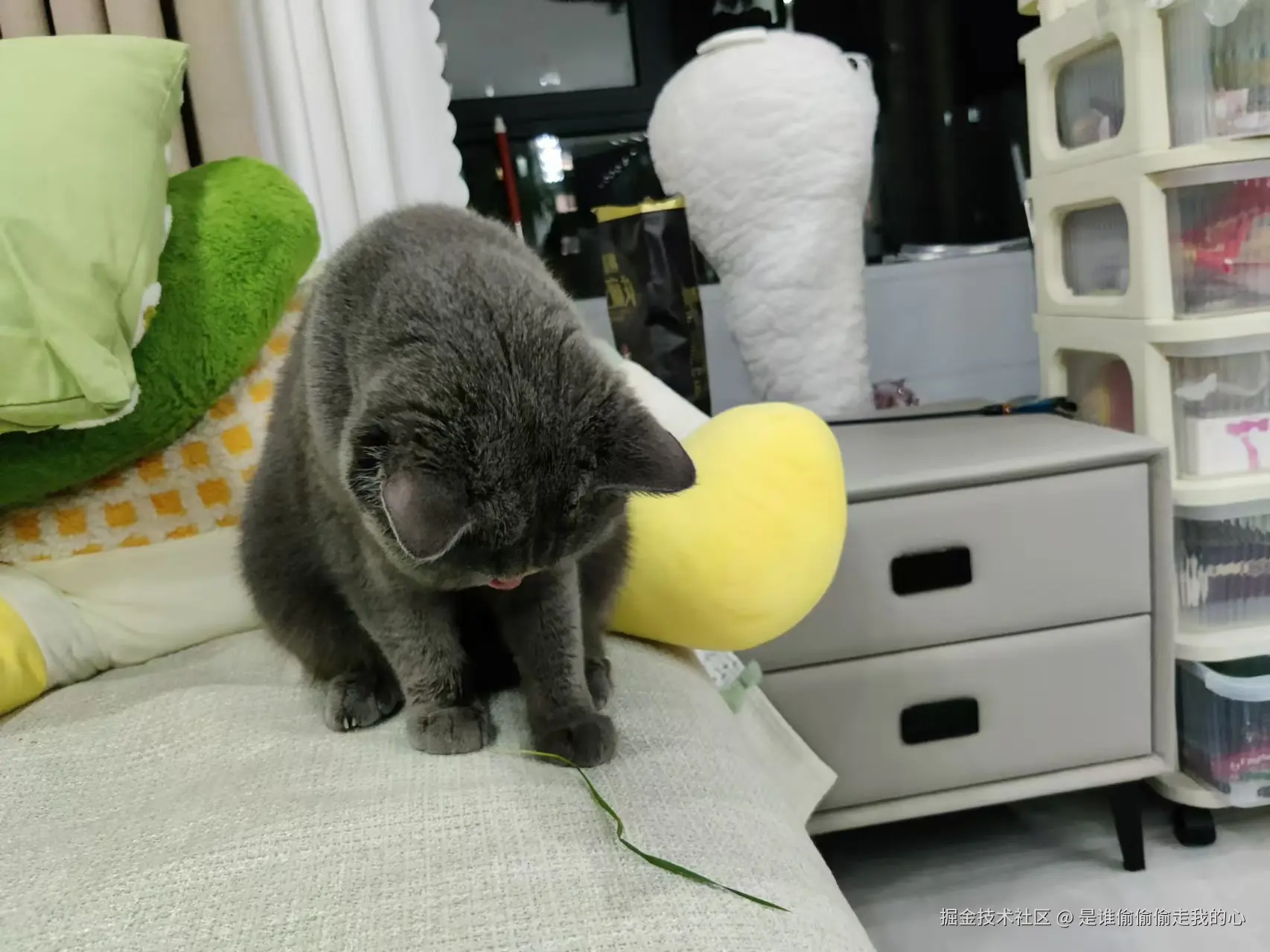 是谁偷偷偷走我的心于2024-11-18 16:27发布的图片