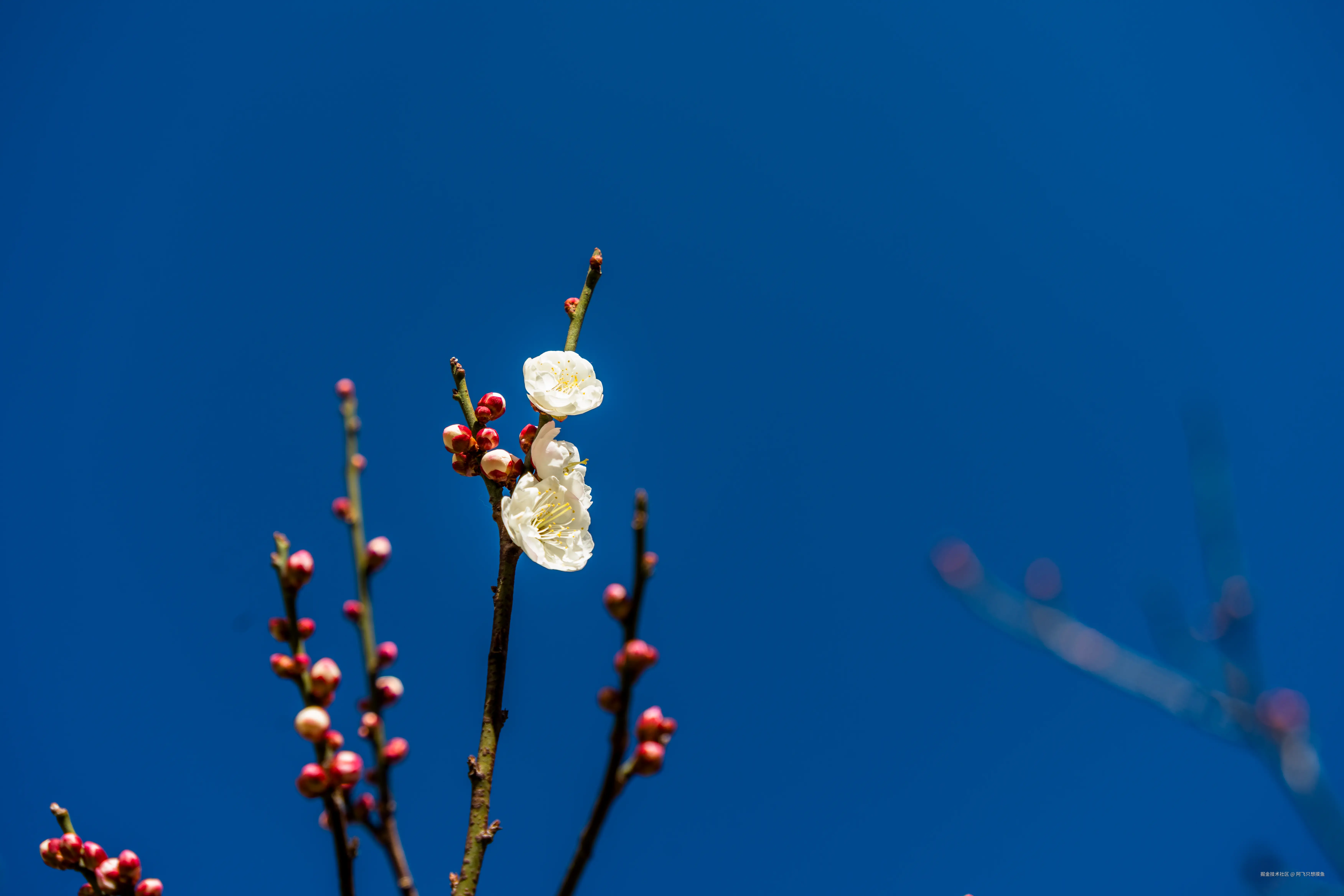 阿飞只想摸鱼于2026-02-11 14:37发布的图片