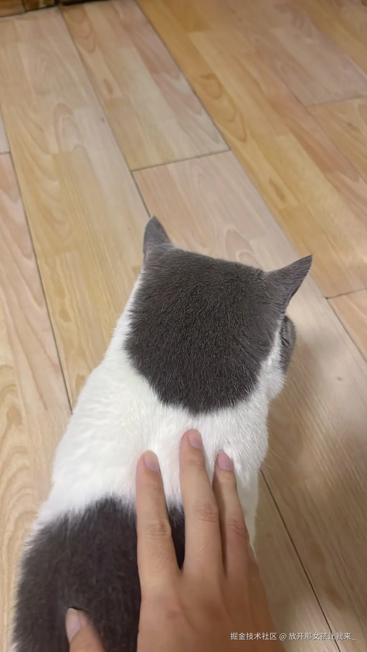 放开那女孩让我来_于2025-11-08 07:44发布的图片