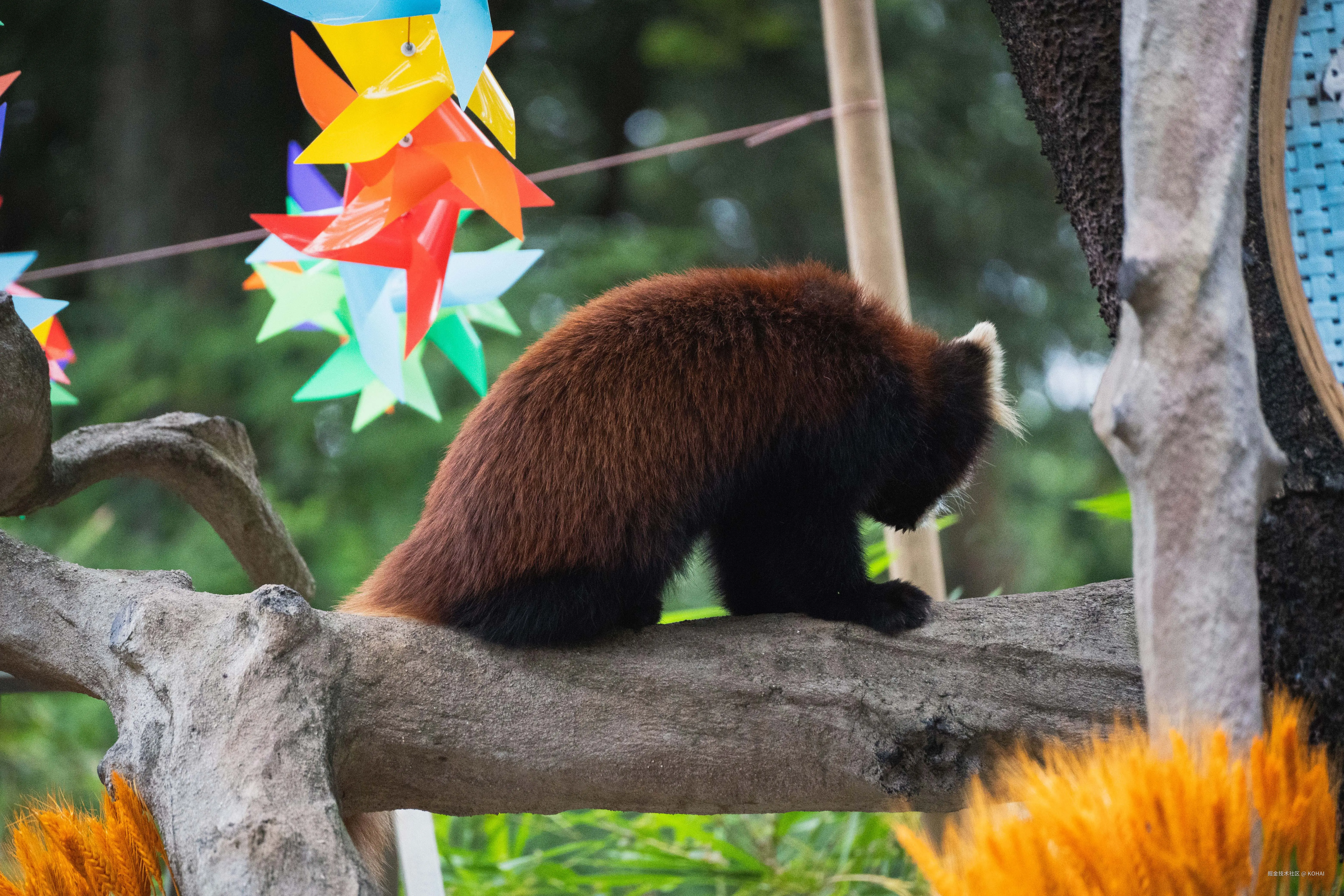 KOHAI于2024-11-04 23:36发布的图片