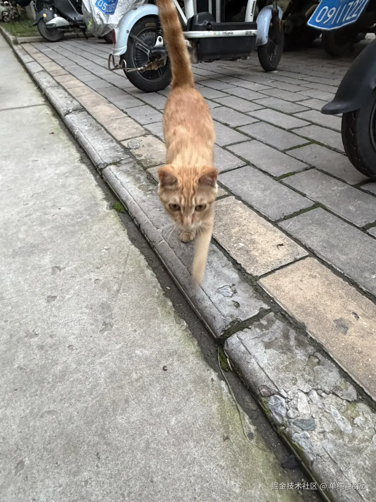 单纯_稀饭于2026-08-13 22:47发布的图片