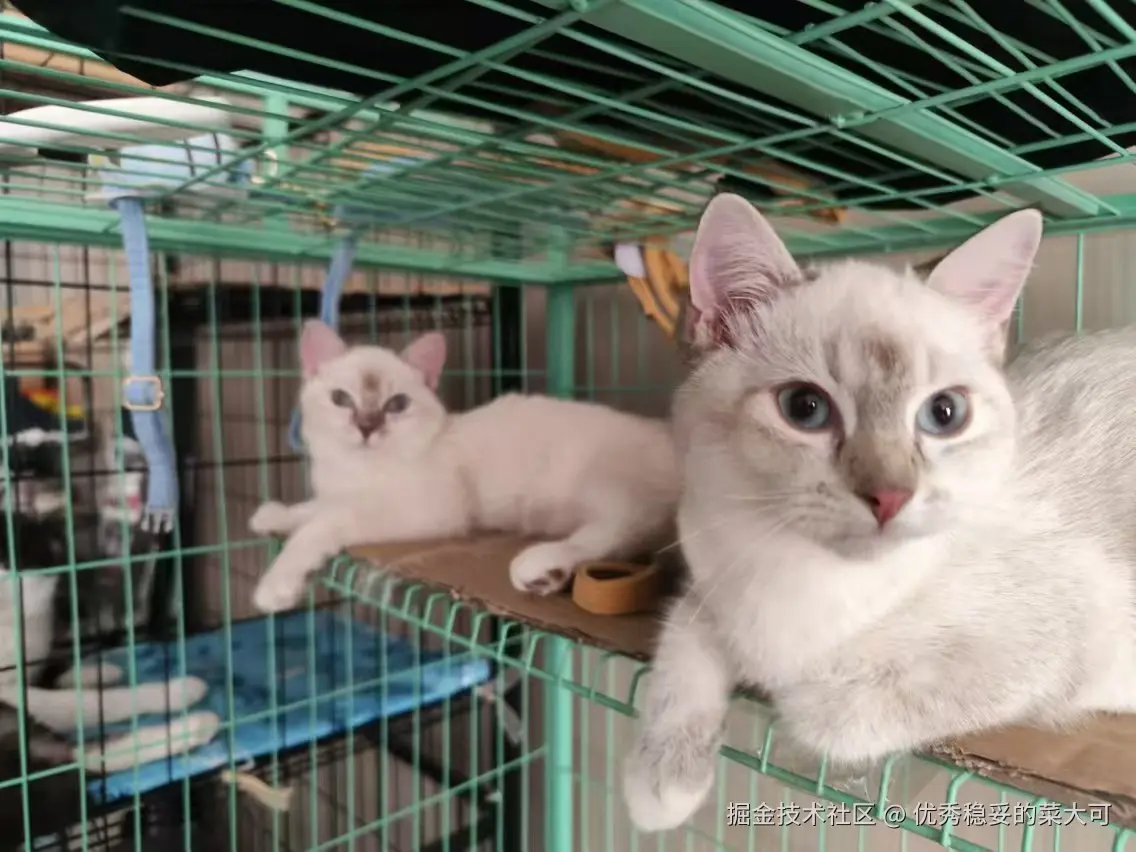 优秀稳妥的菜大可于2024-09-06 08:30发布的图片